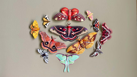 12 Beautiful Moths of North America