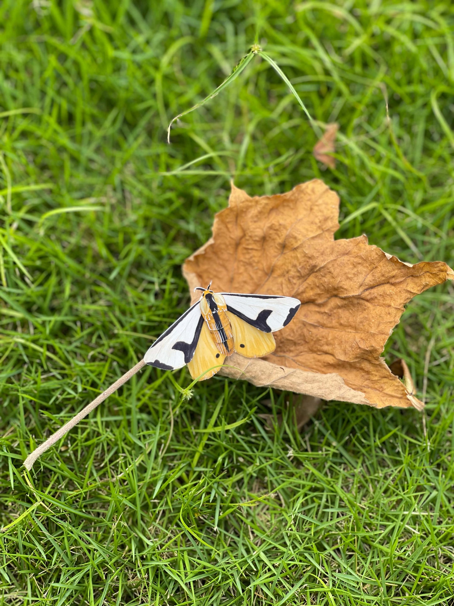 DIY Paper Clymene Moth on a brown leaf in green grass