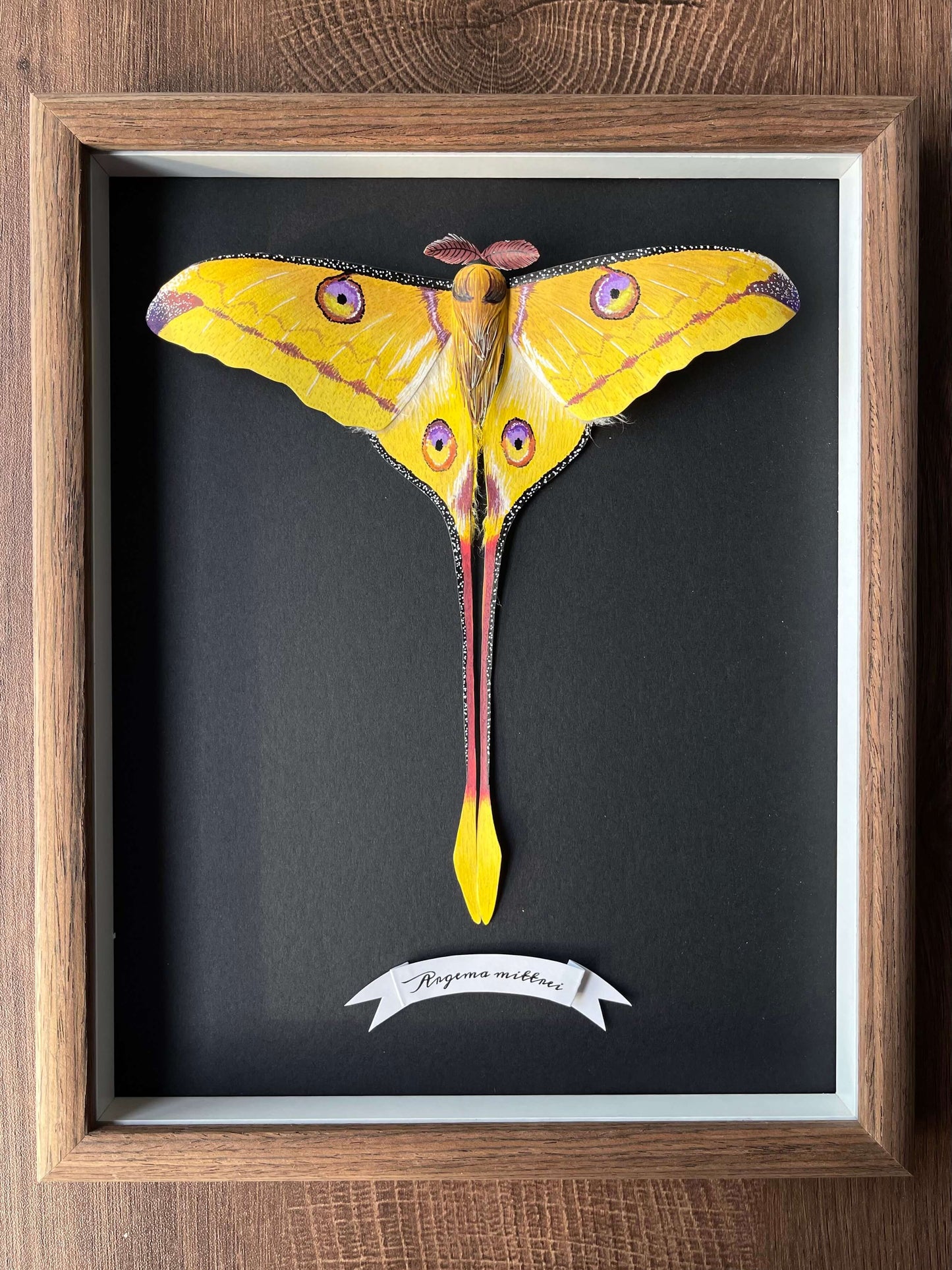 Handmade paper comet moth, Madagascan moon moth framed