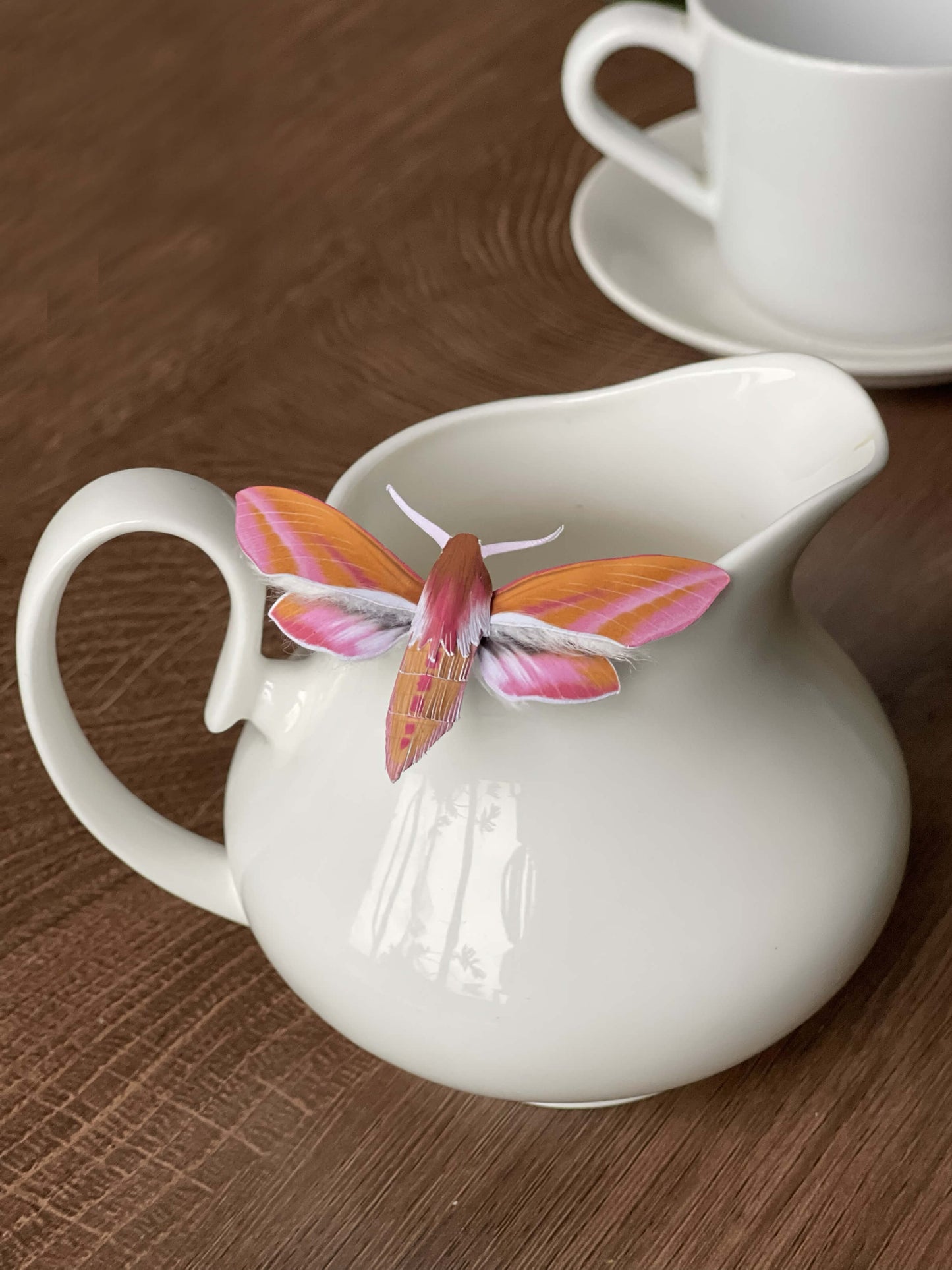 Paper Moth, Paper Elephant Hawk-moth, pink moth, staying on a cream pitcher