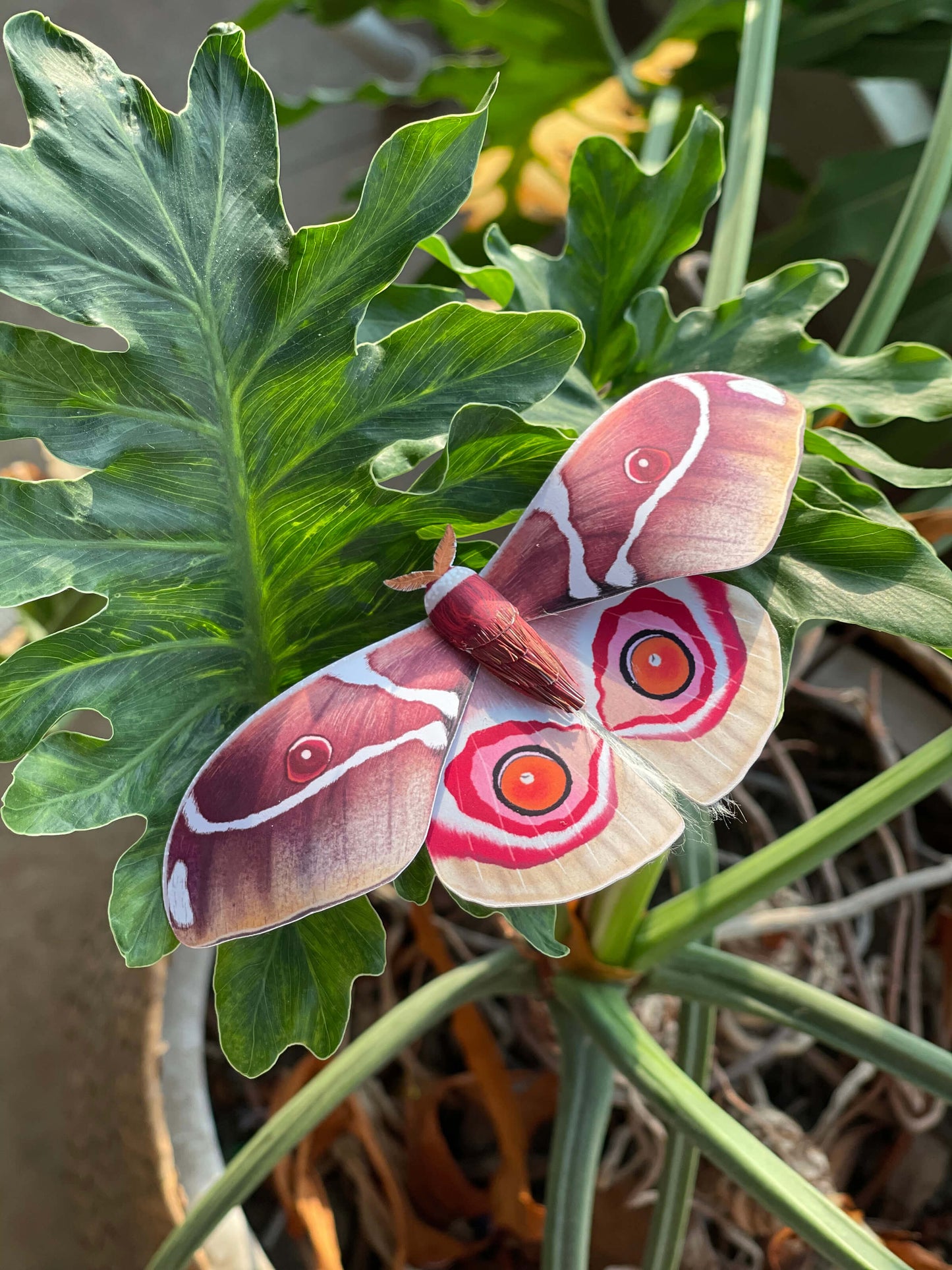 Paper Moth, Paper Madagascar Bullseye Moth Staying on Plants