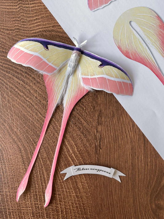 Paper Moth, Chinese moon moth made of paper