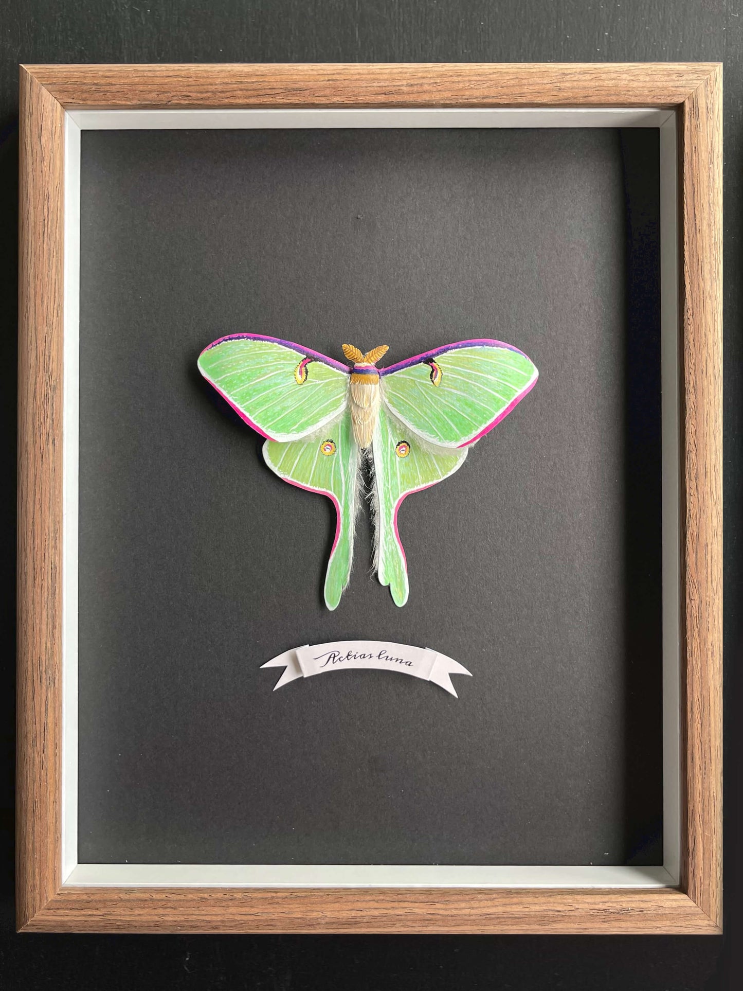 Handmade realistic paper luna moth, moon moth framed