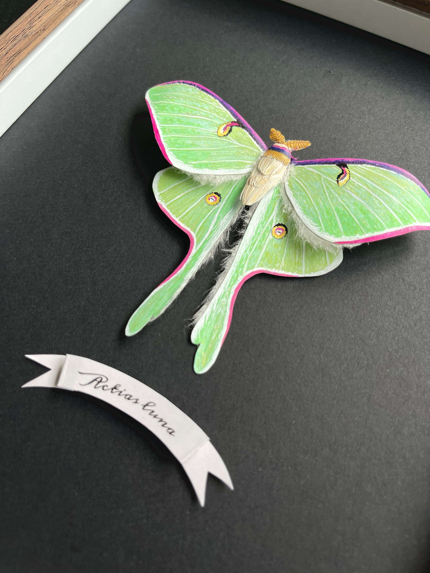 details of a handmade realistic paper luna moth, moon moth framed