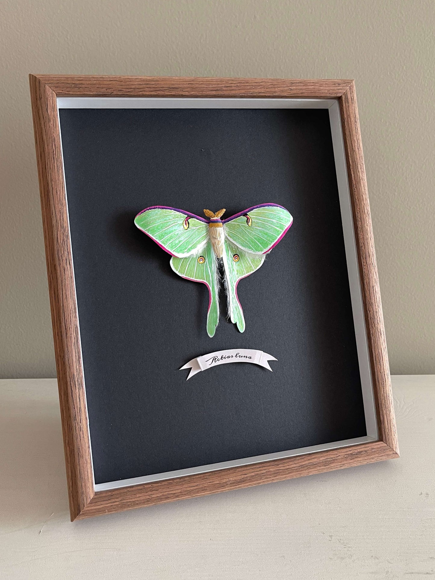 Handmade realistic paper luna moth, moon moth framed
