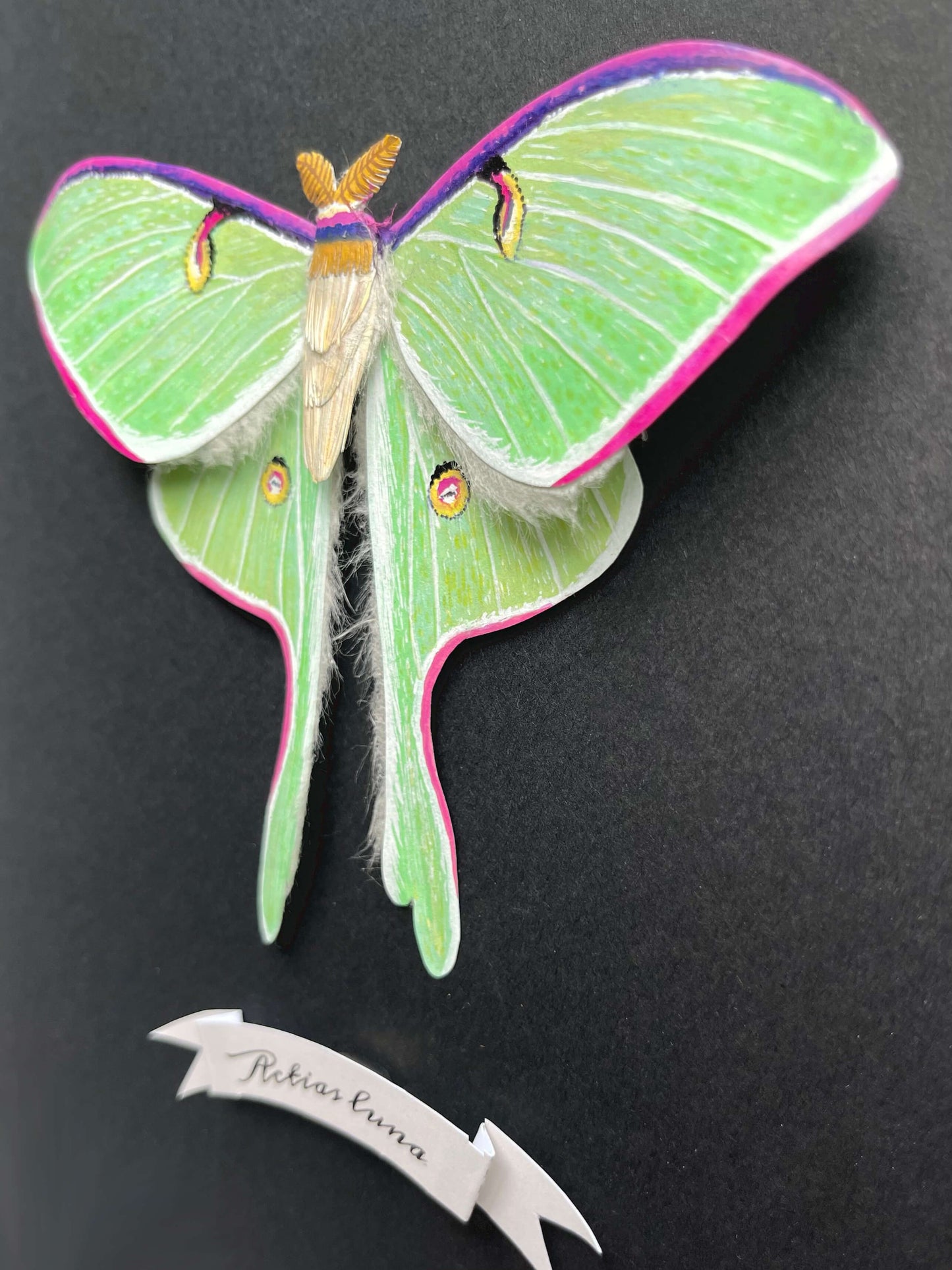 details of a handmade realistic paper luna moth, moon moth framed
