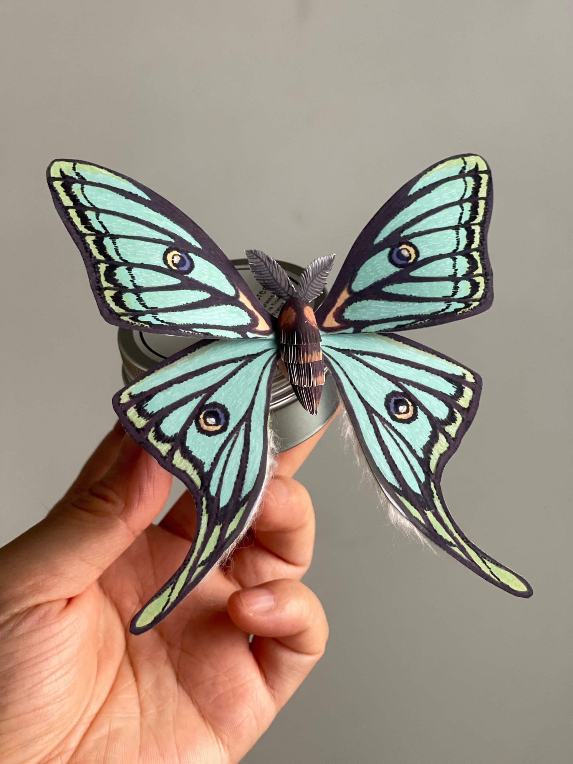 Paper Moth, Hoding a Paper Spanish Moon Moth, Spanish Luna Moth