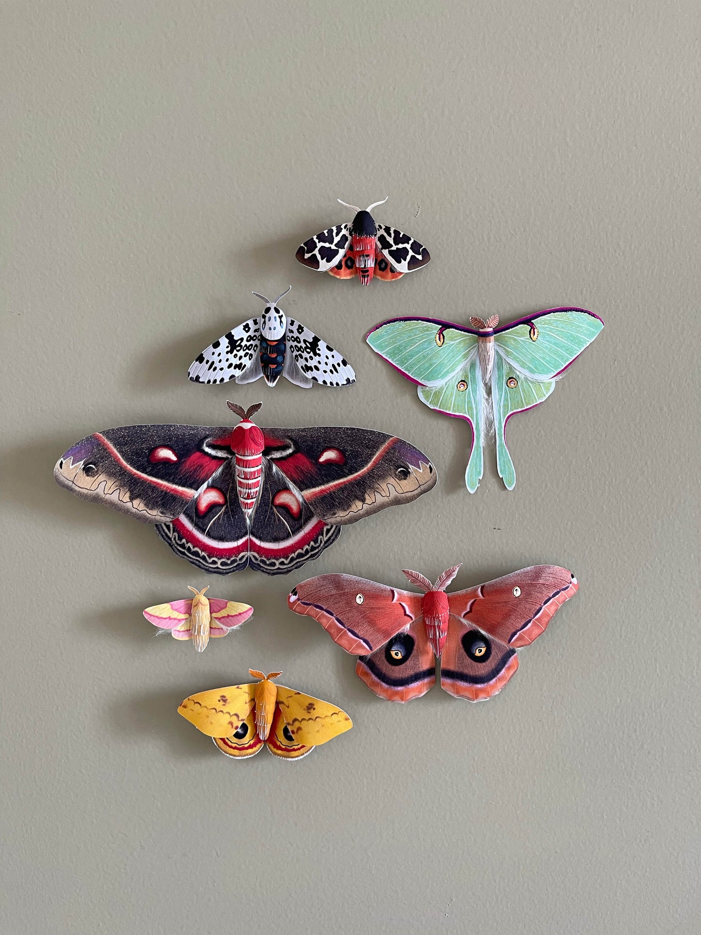 All 25 paper moths bundle