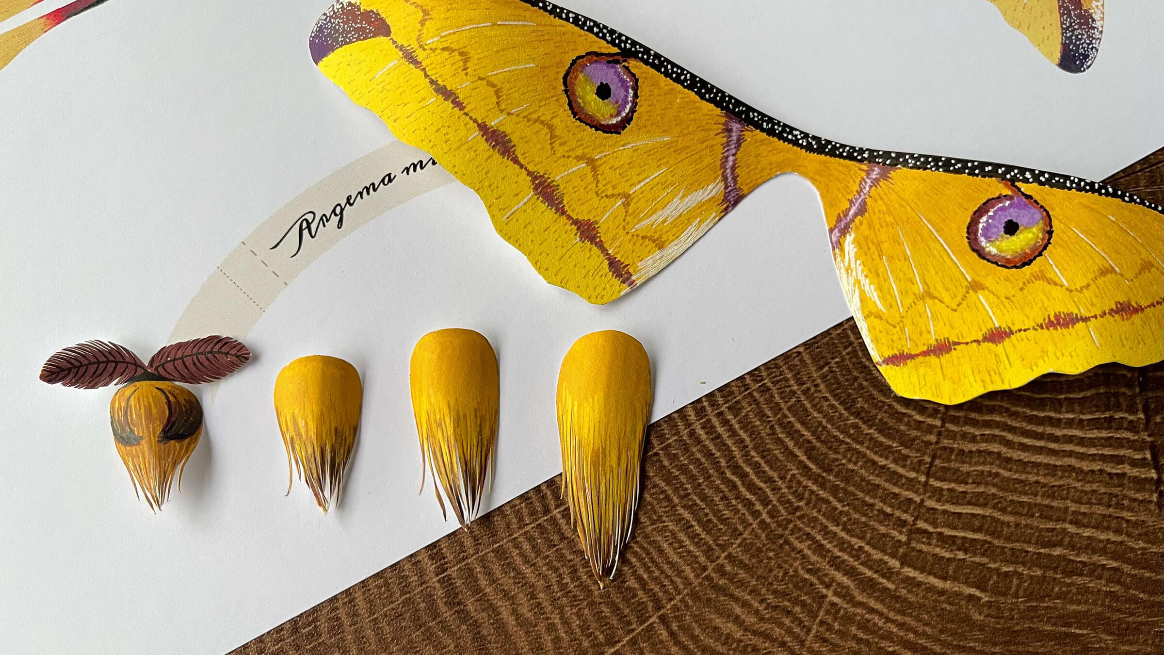 How to Craft a Paper Moth: A Step-by-Step Tutorial – Elka Yang