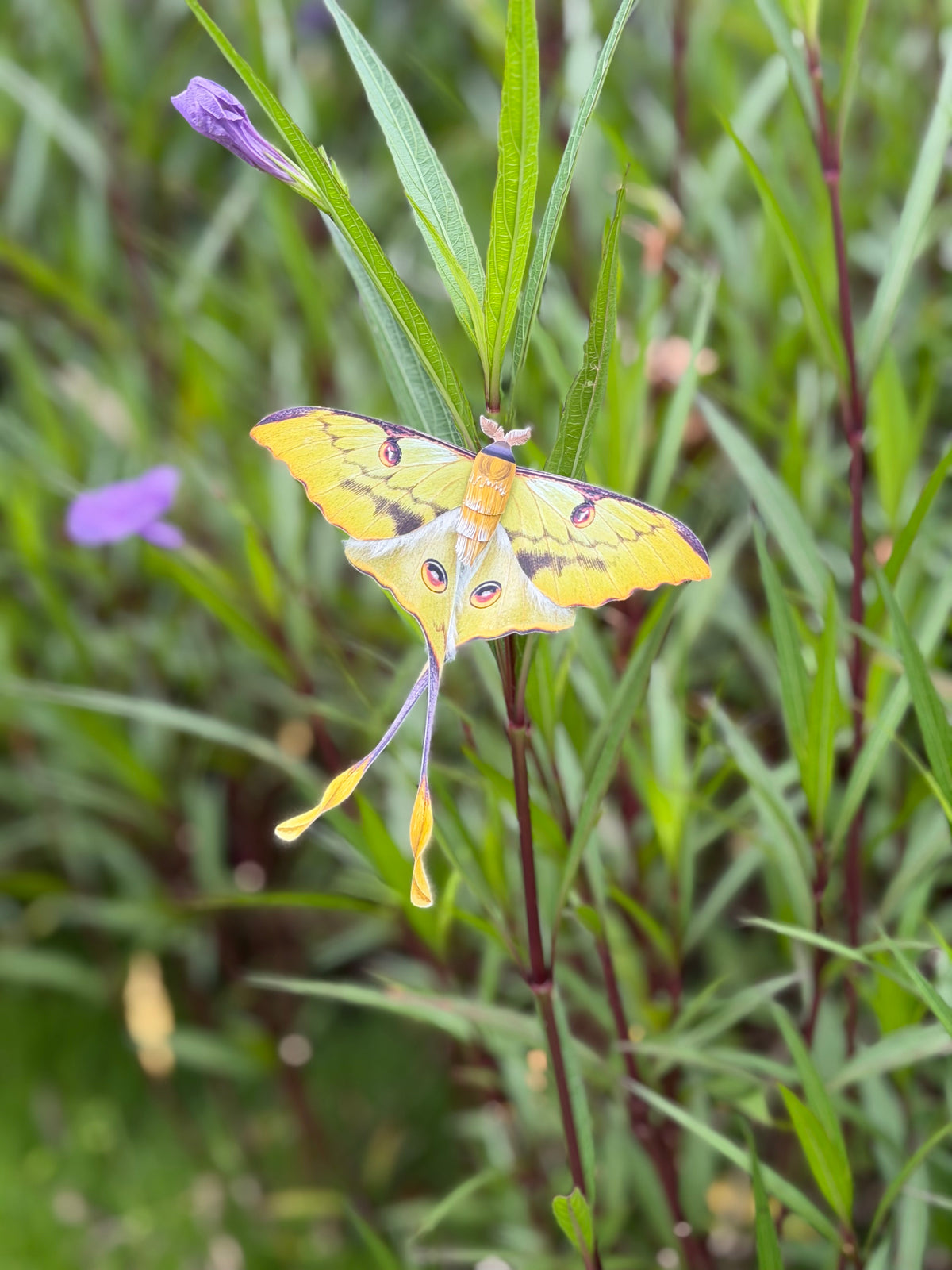 African Moon Moth made of PAPER, Downloadable PDF Template