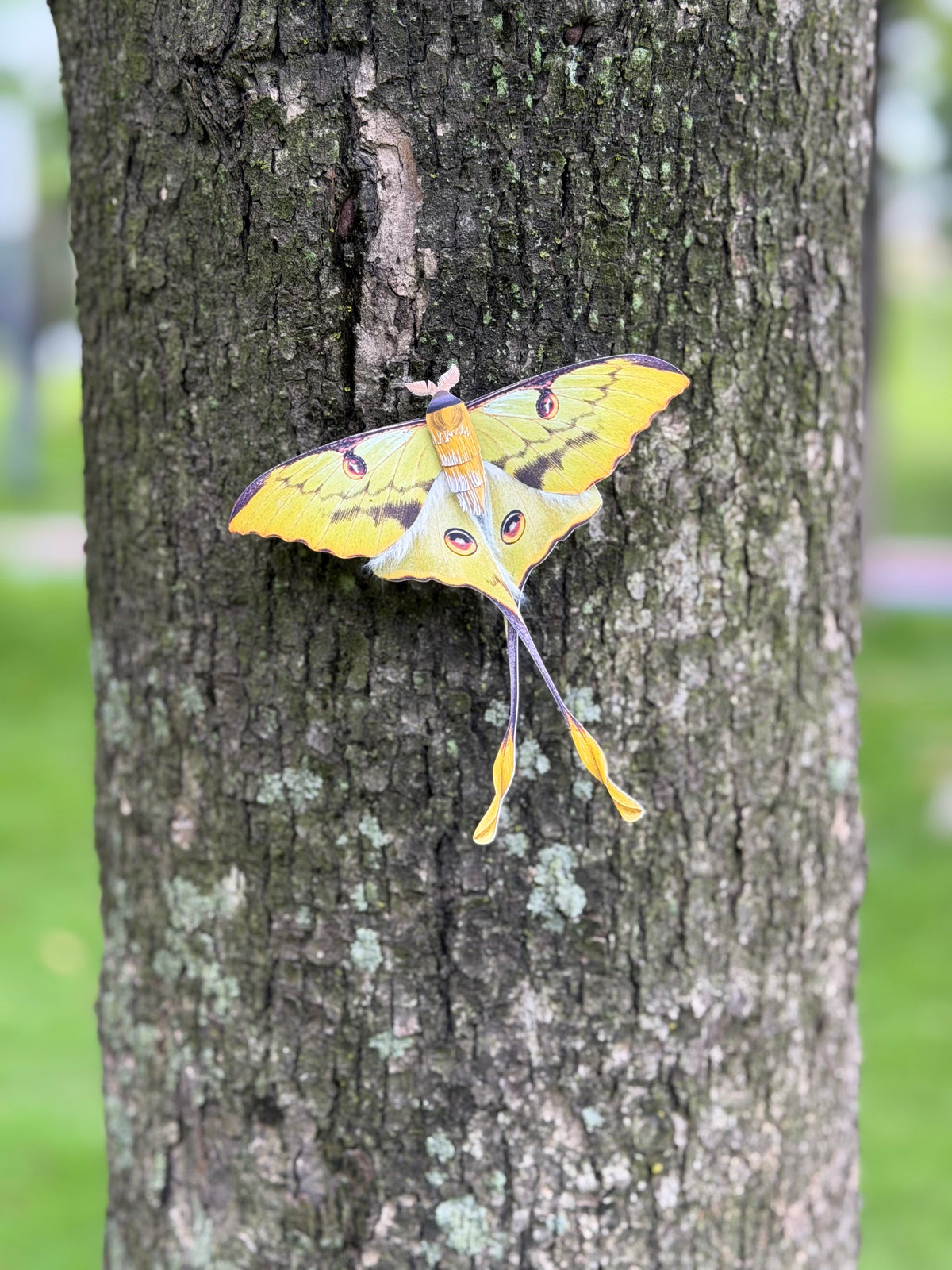 African Moon Moth made of PAPER, Downloadable PDF Template