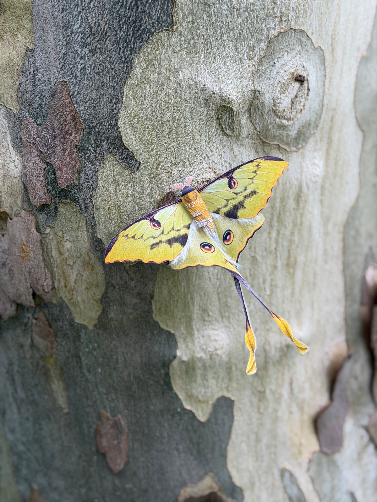 A bright yellow luna moth with long tails and eye spots on its wings, resting on the textured bark of a tree. African Moon Moth made of PAPER, Downloadable PDF Template
