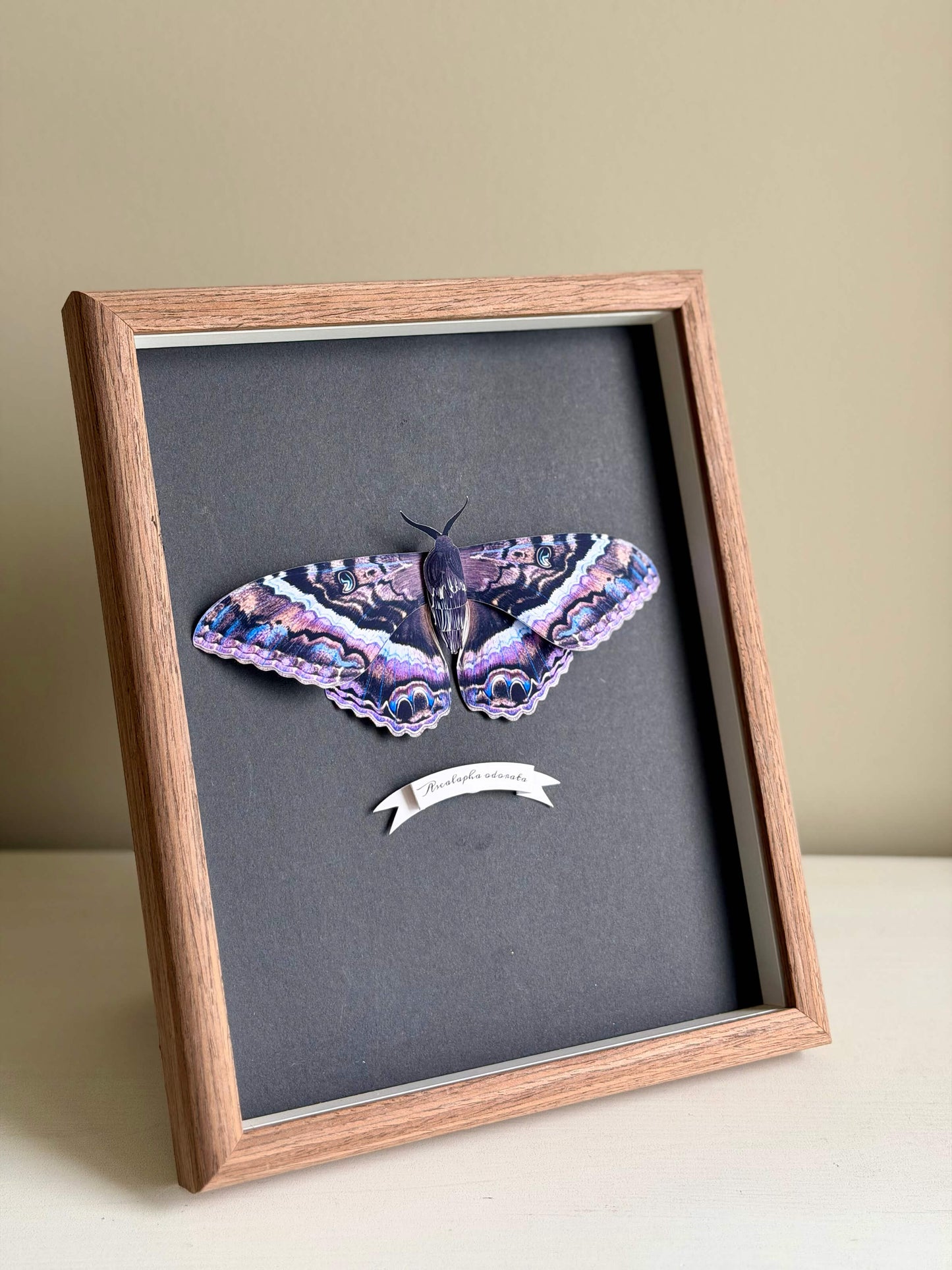 Framed Black Witch Moth, DIY Paper Dark Paper Butterfly Pattern