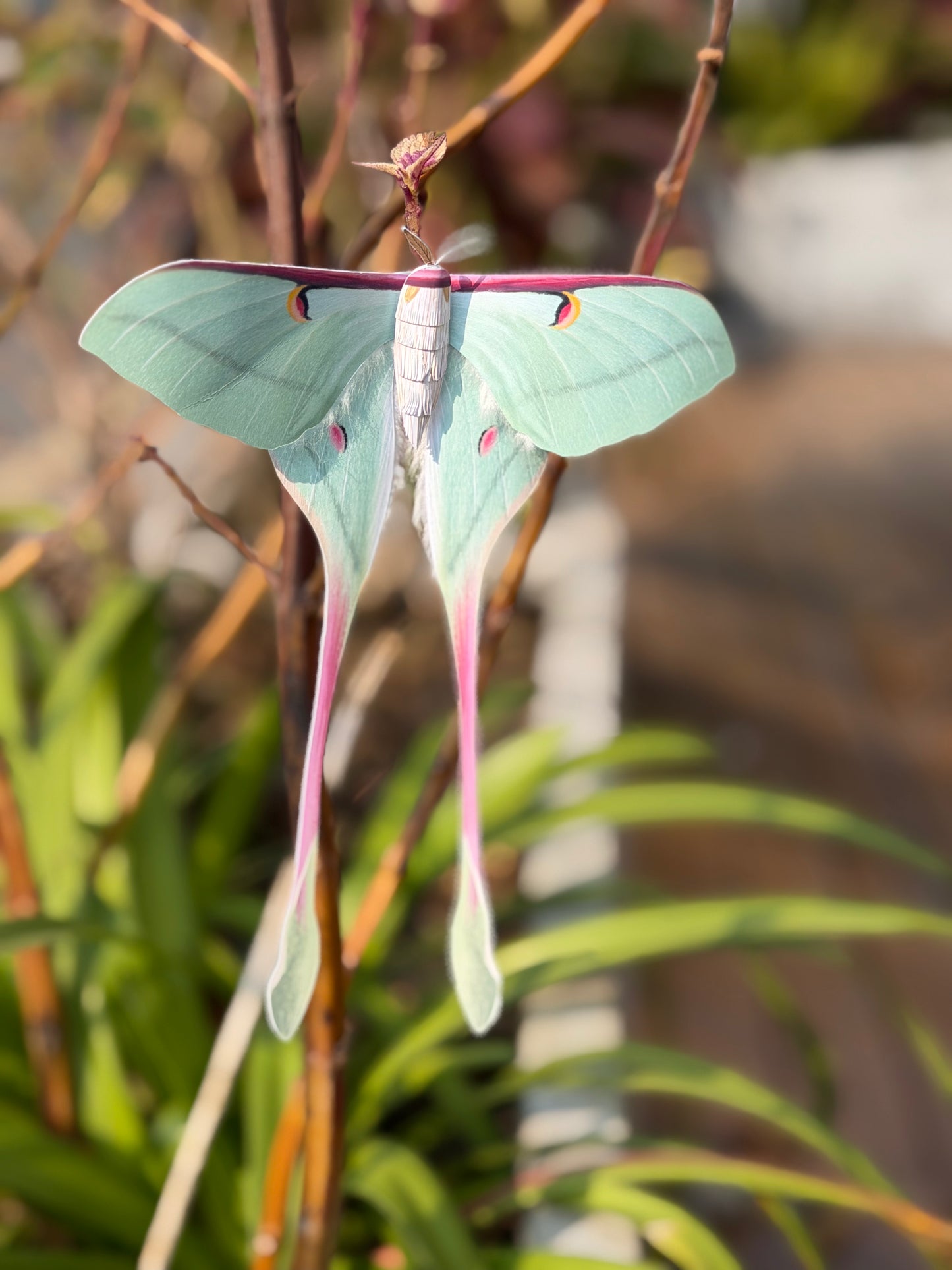 Female Chinese Moon Moth on a branch with a blurred natural background
