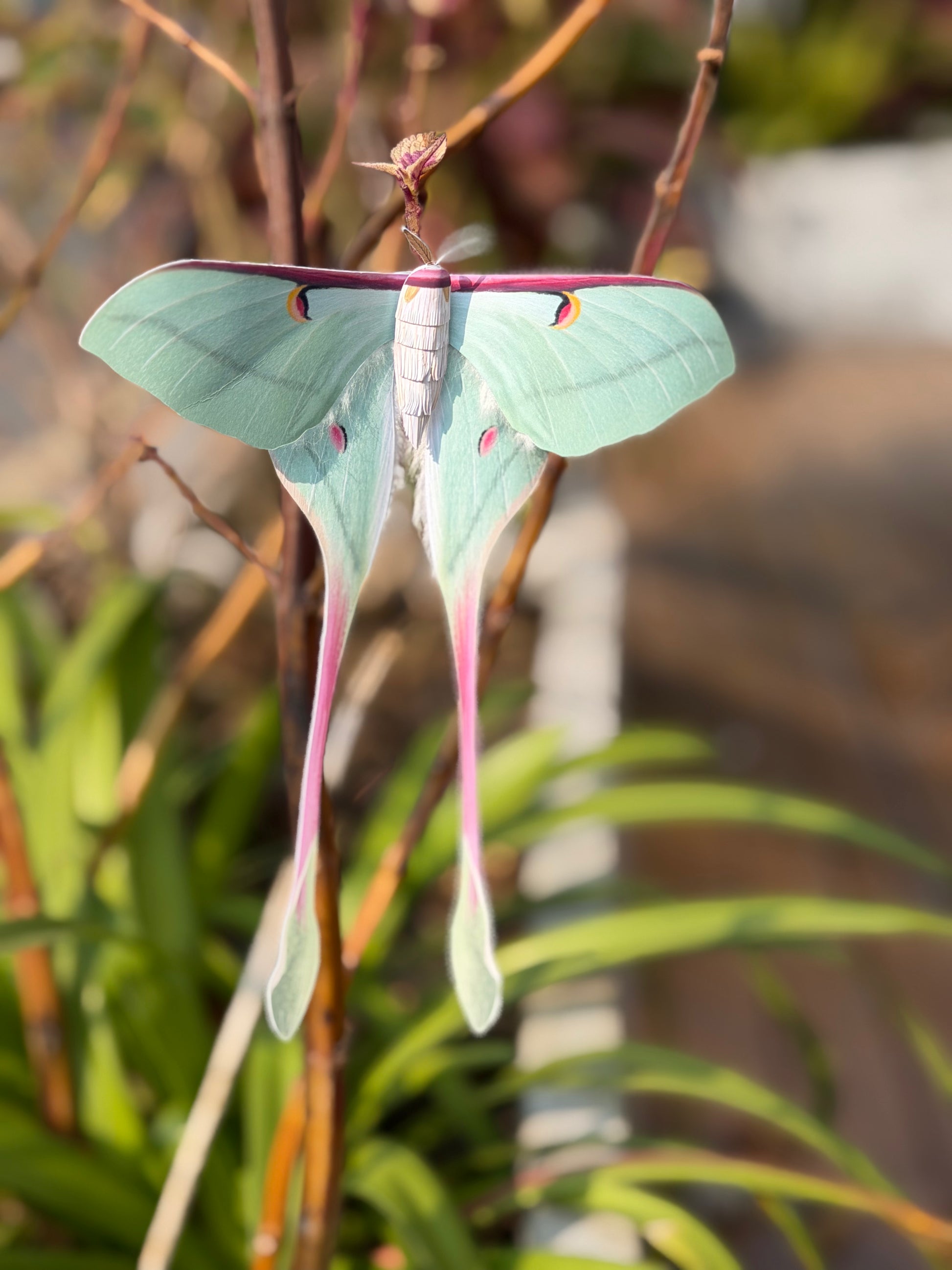 Female Chinese Moon Moth on a branch with a blurred natural background