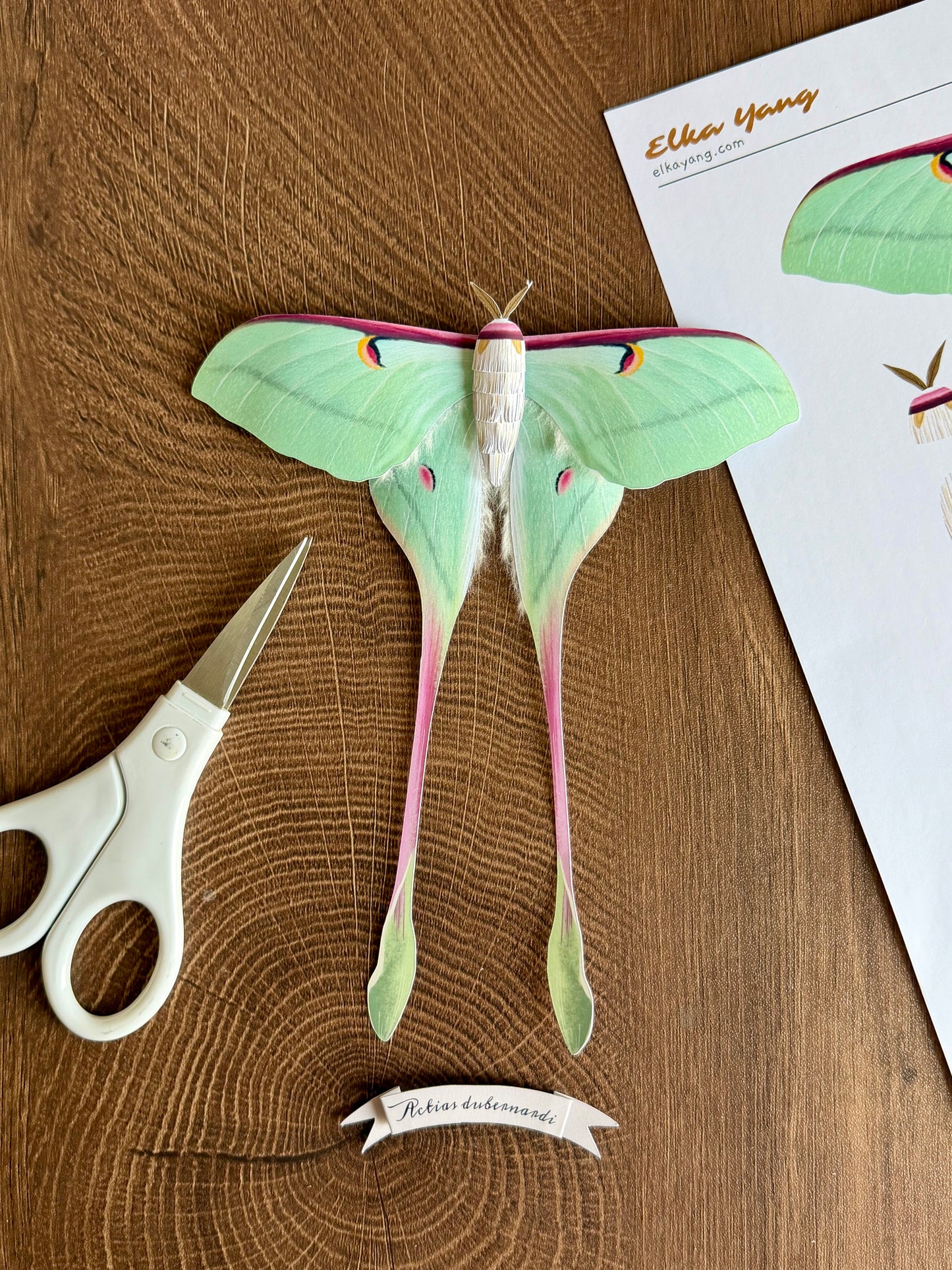 Female Chinese Moon Moth made of PAPER, Downloadable PDF Template