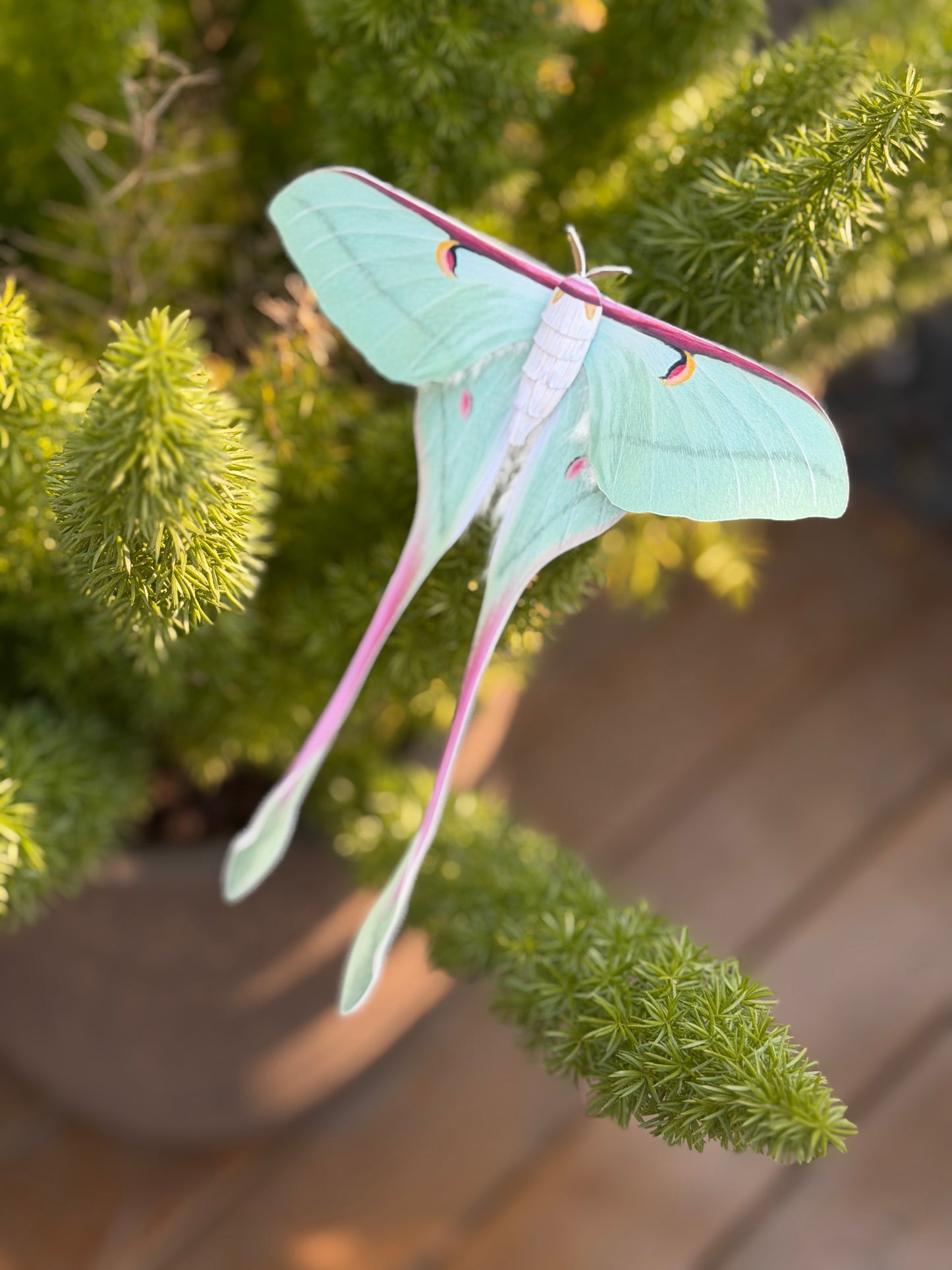 Female Chinese Moon Moth on a green plant