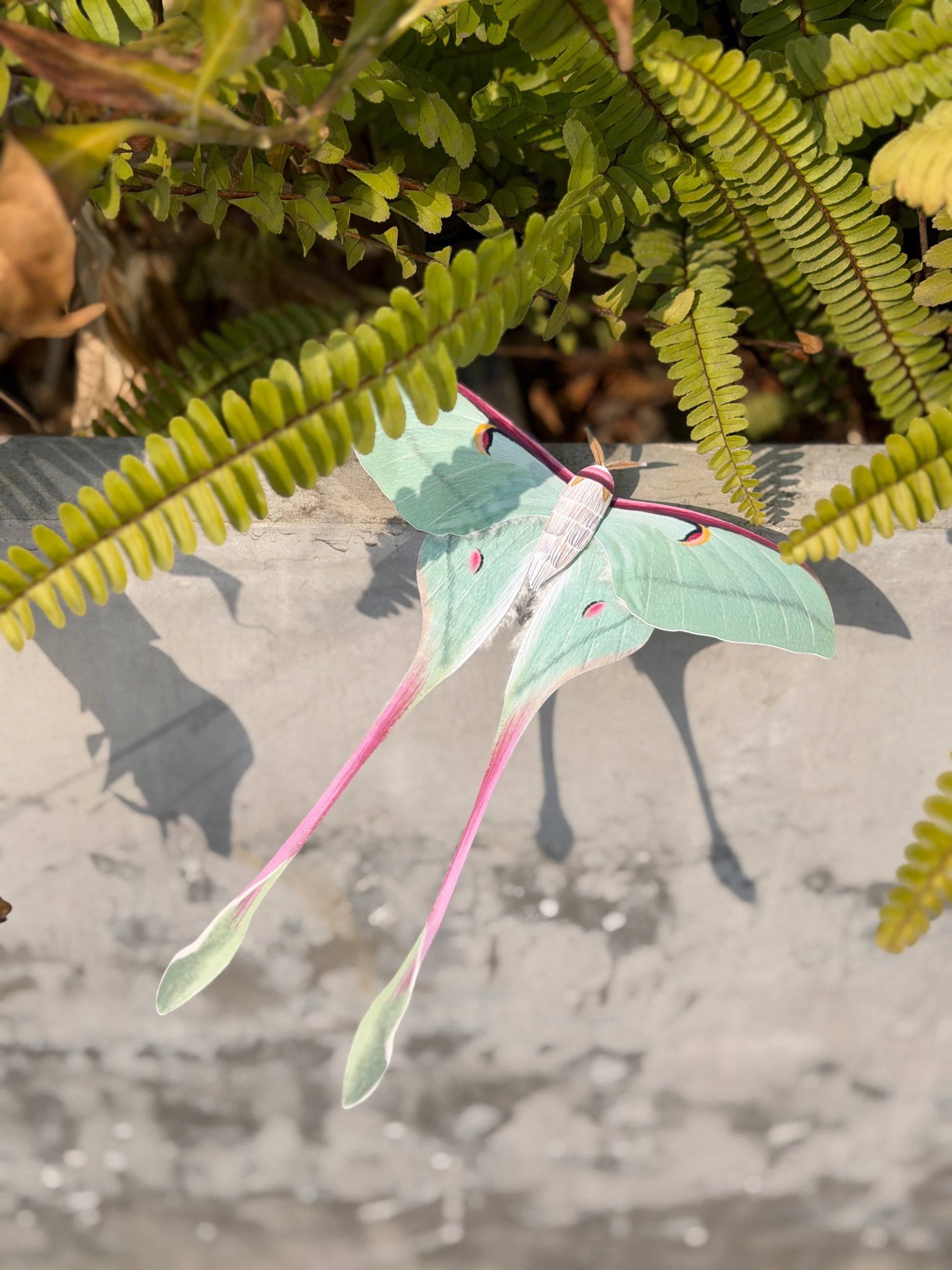 Female Chinese Moon Moth on a textured surface with fern leaves in the background