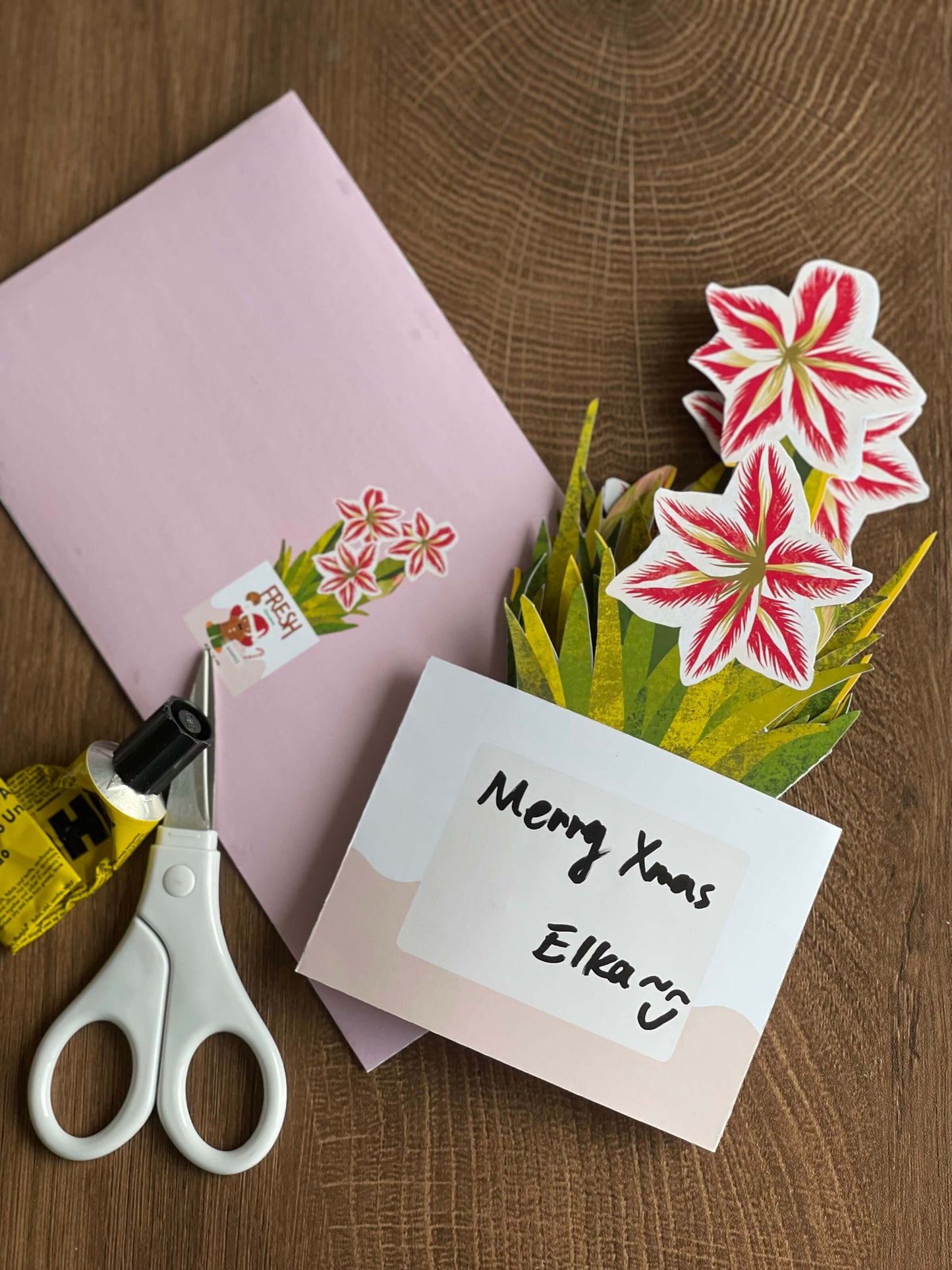 Amaryllis in Cookie Tin