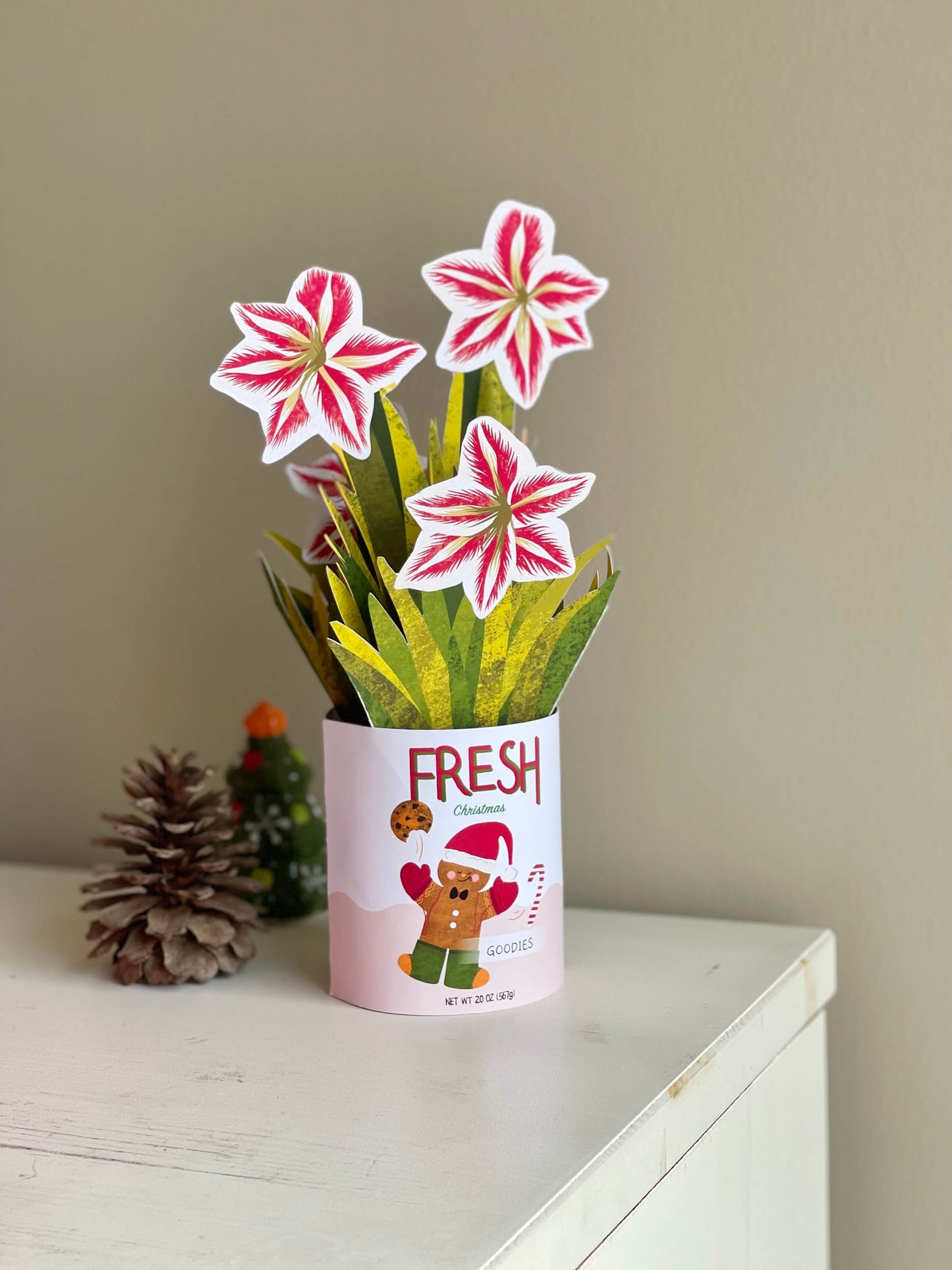 Amaryllis in Cookie Tin