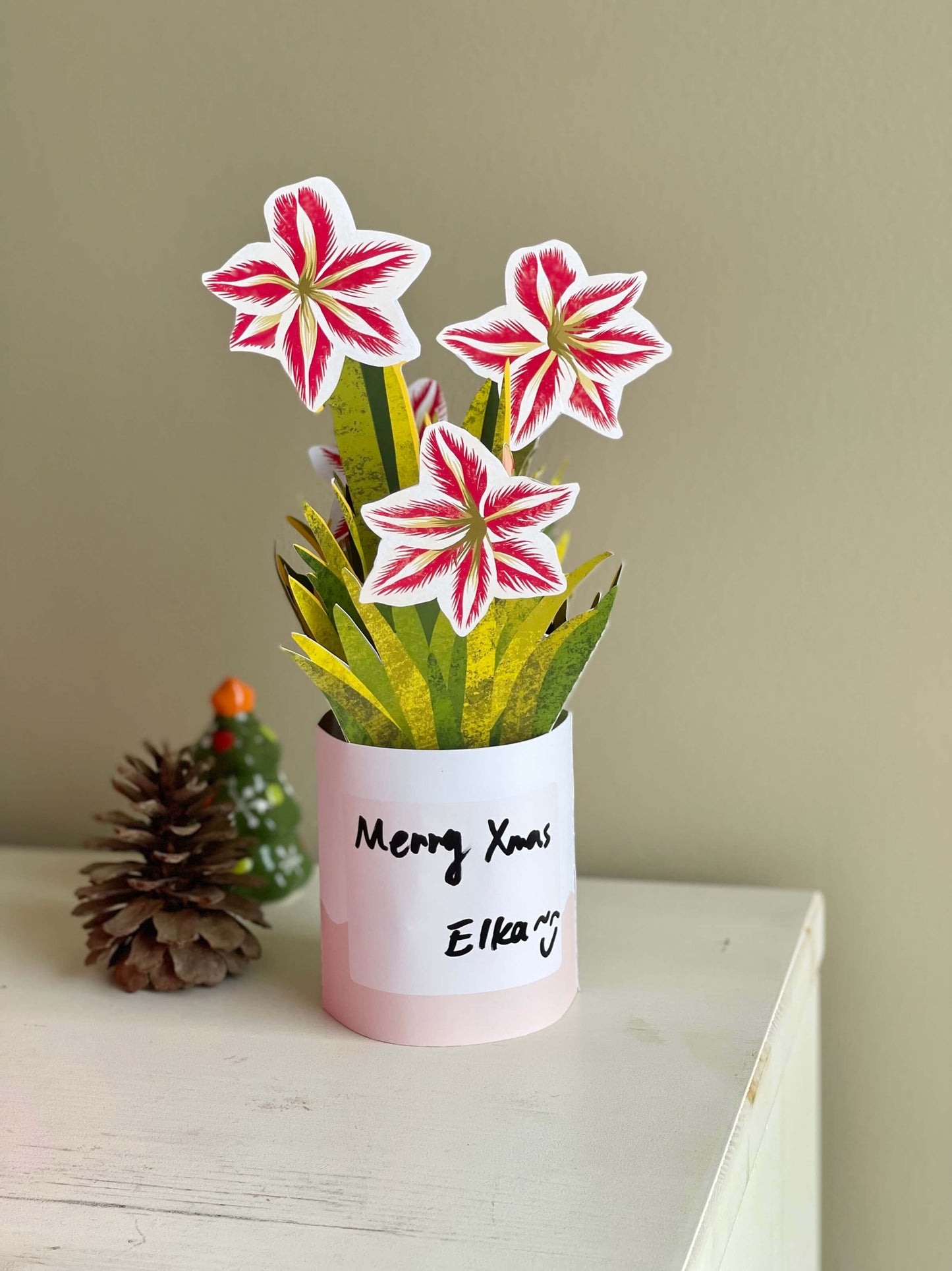 Amaryllis in Cookie Tin