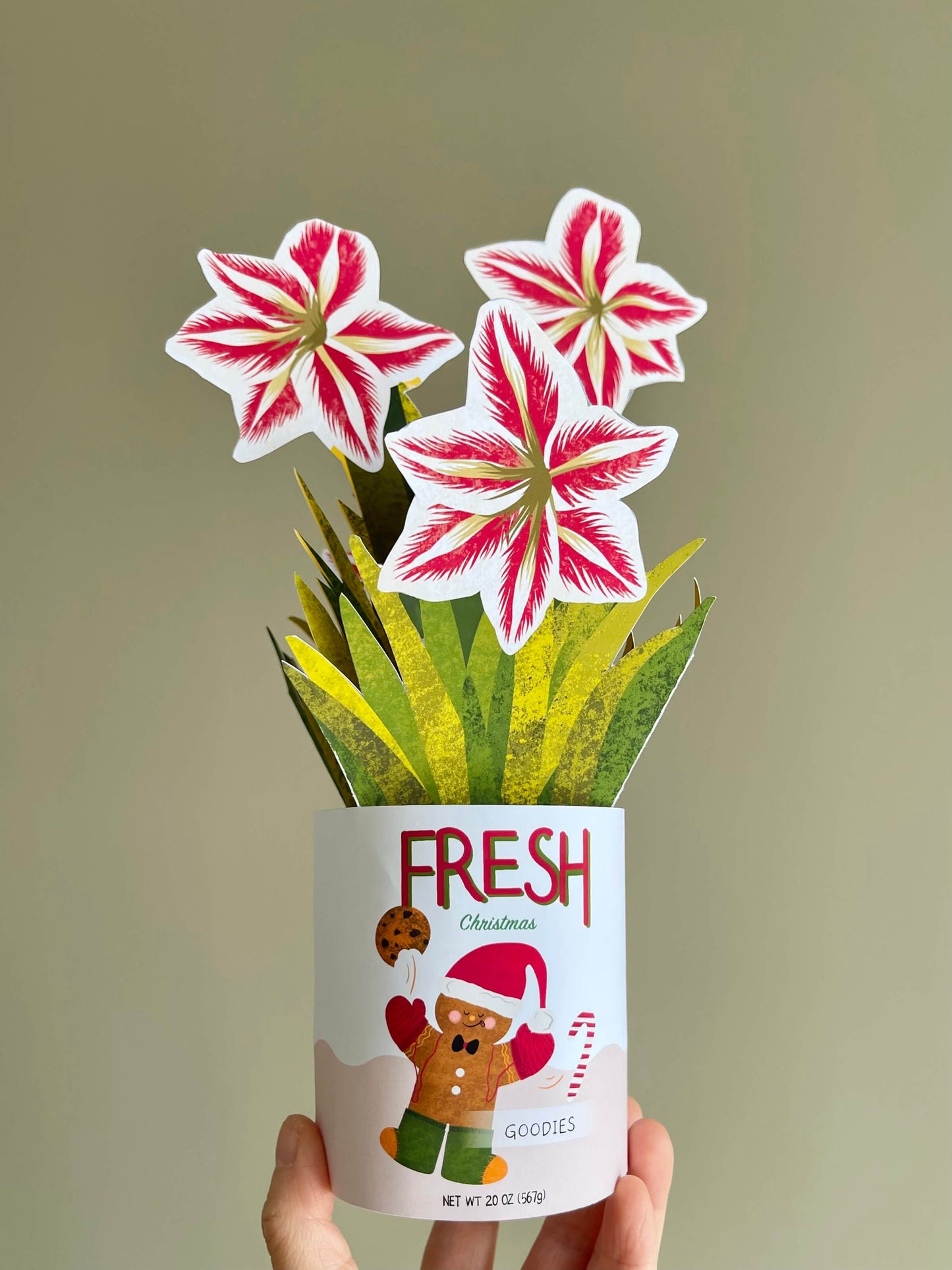 Amaryllis in Cookie Tin