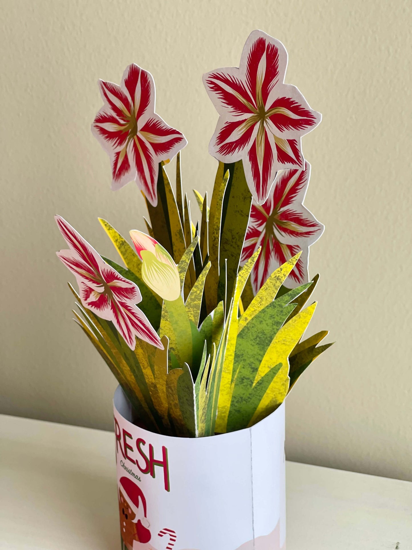 Amaryllis in Cookie Tin