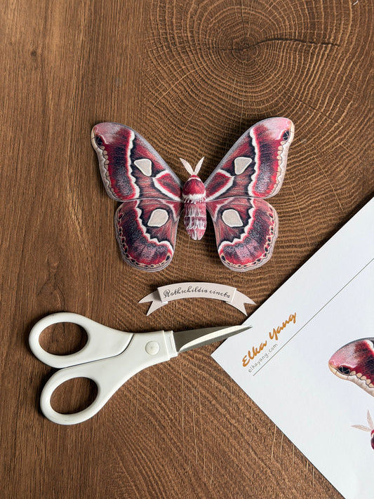 Female Cincta Silk Moth made of PAPER, Downloadable PDF Template