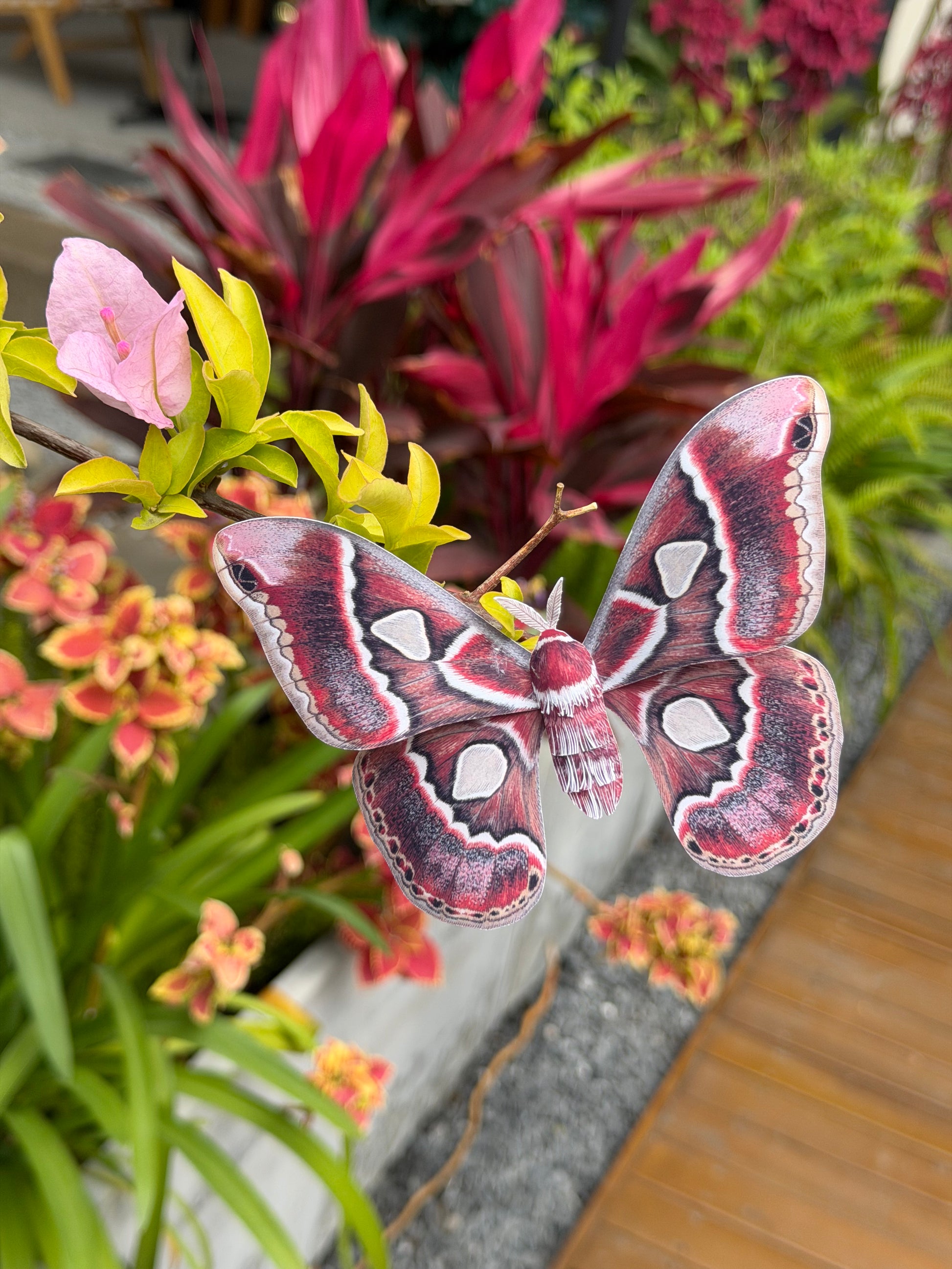 Female Cincta Silk Moth made of PAPER, on plants, Downloadable PDF Template