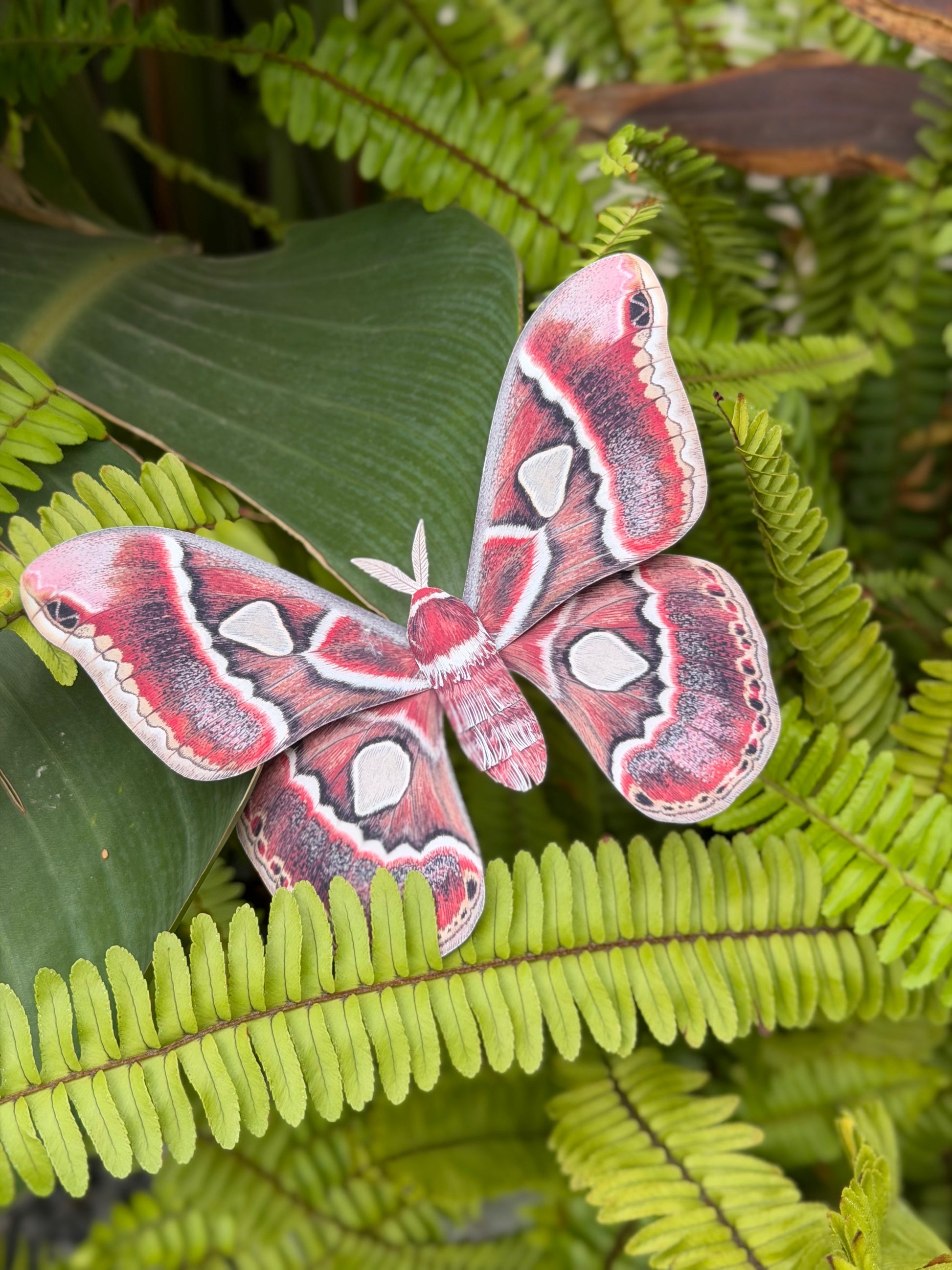 Female Cincta Silk Moth made of PAPER, stay on leaves