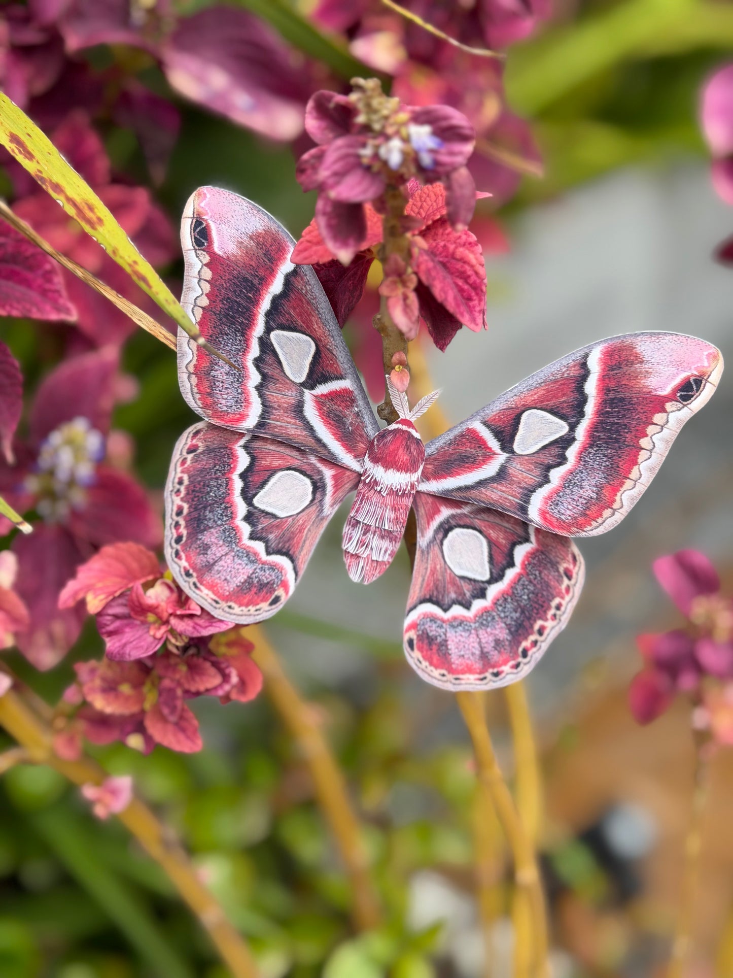 Female Cincta Silk Moth made of PAPER, Downloadable PDF Template
