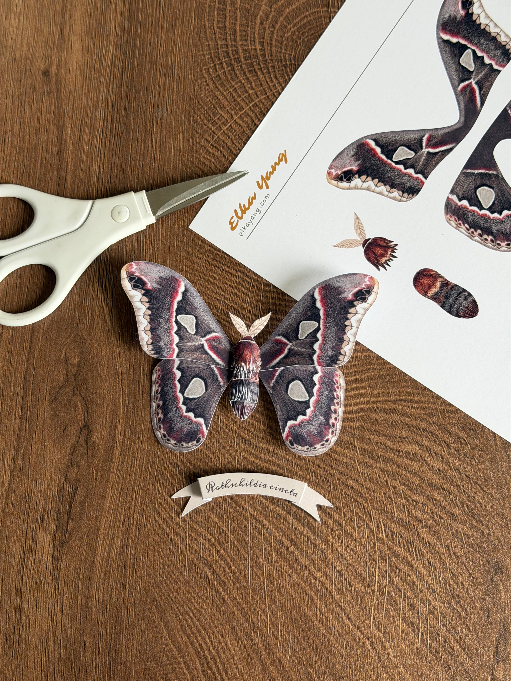 Male Cincta Silk Moth made of PAPER, Downloadable PDF Template