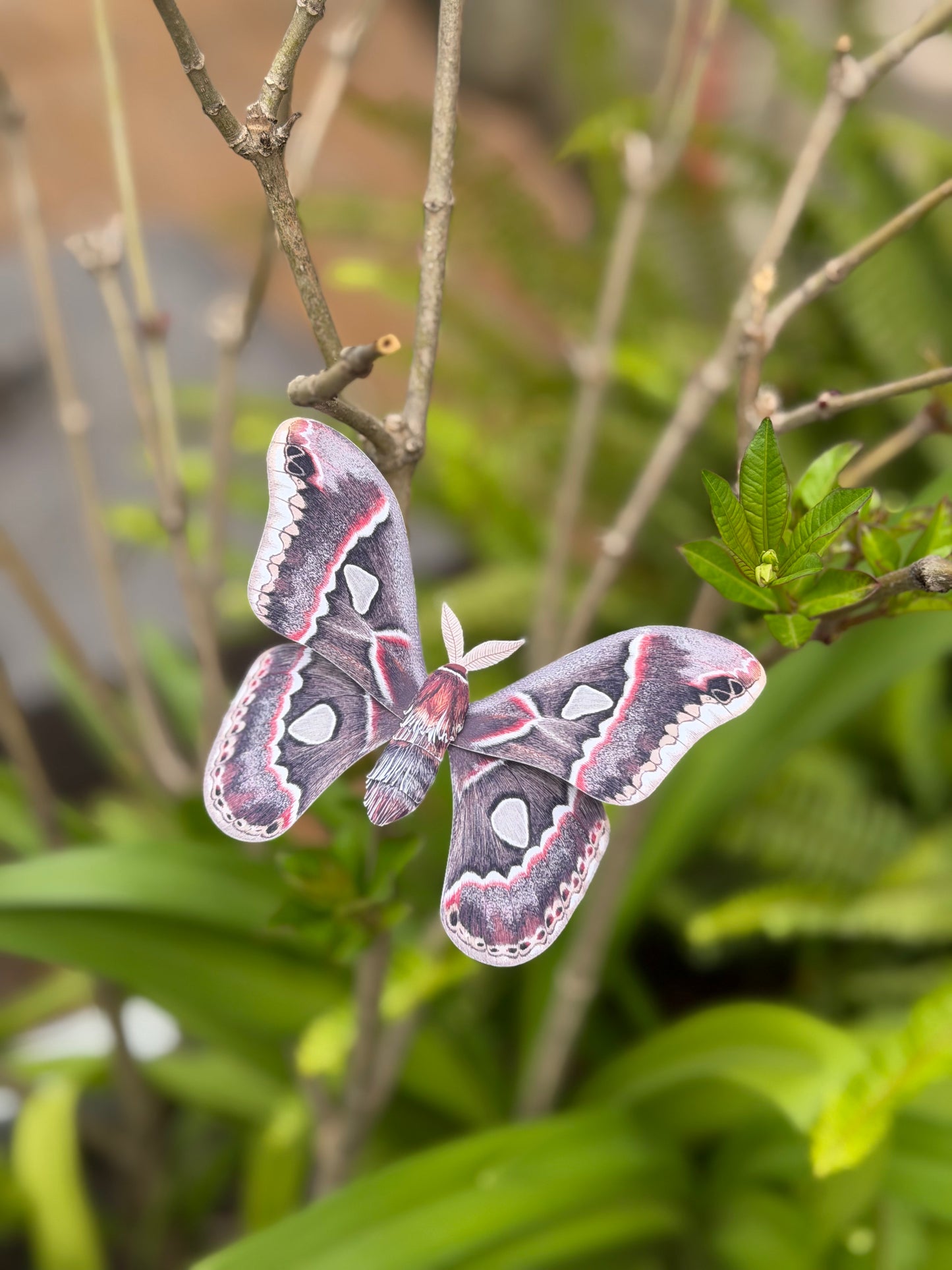 Male Cincta Silk Moth made of PAPER, Downloadable PDF Template