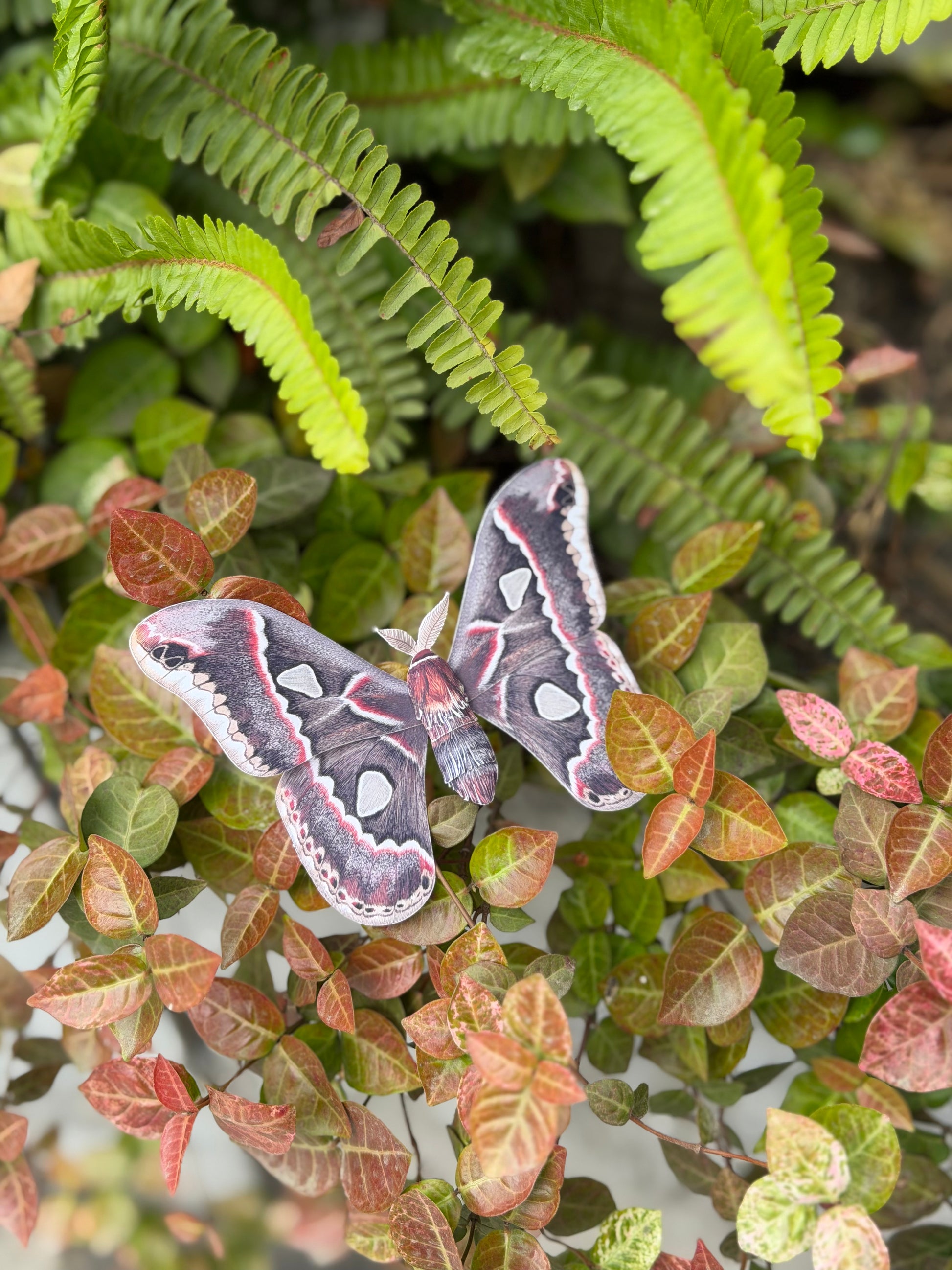 Paper Cincta Silk Moth perched on a leafy green plant with red and pink leaves. Downloadable PDF Template
