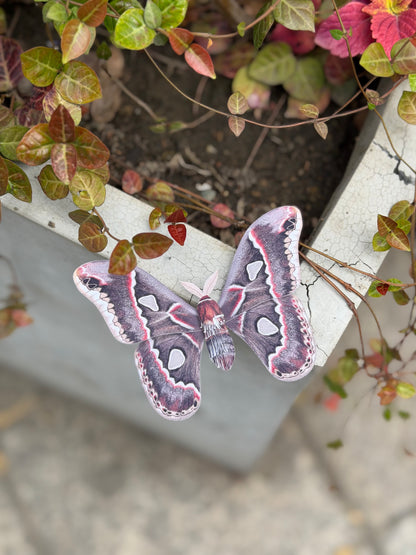 Male Cincta Silk Moth made of PAPER,  on a plant with a blurred background, Downloadable PDF Template