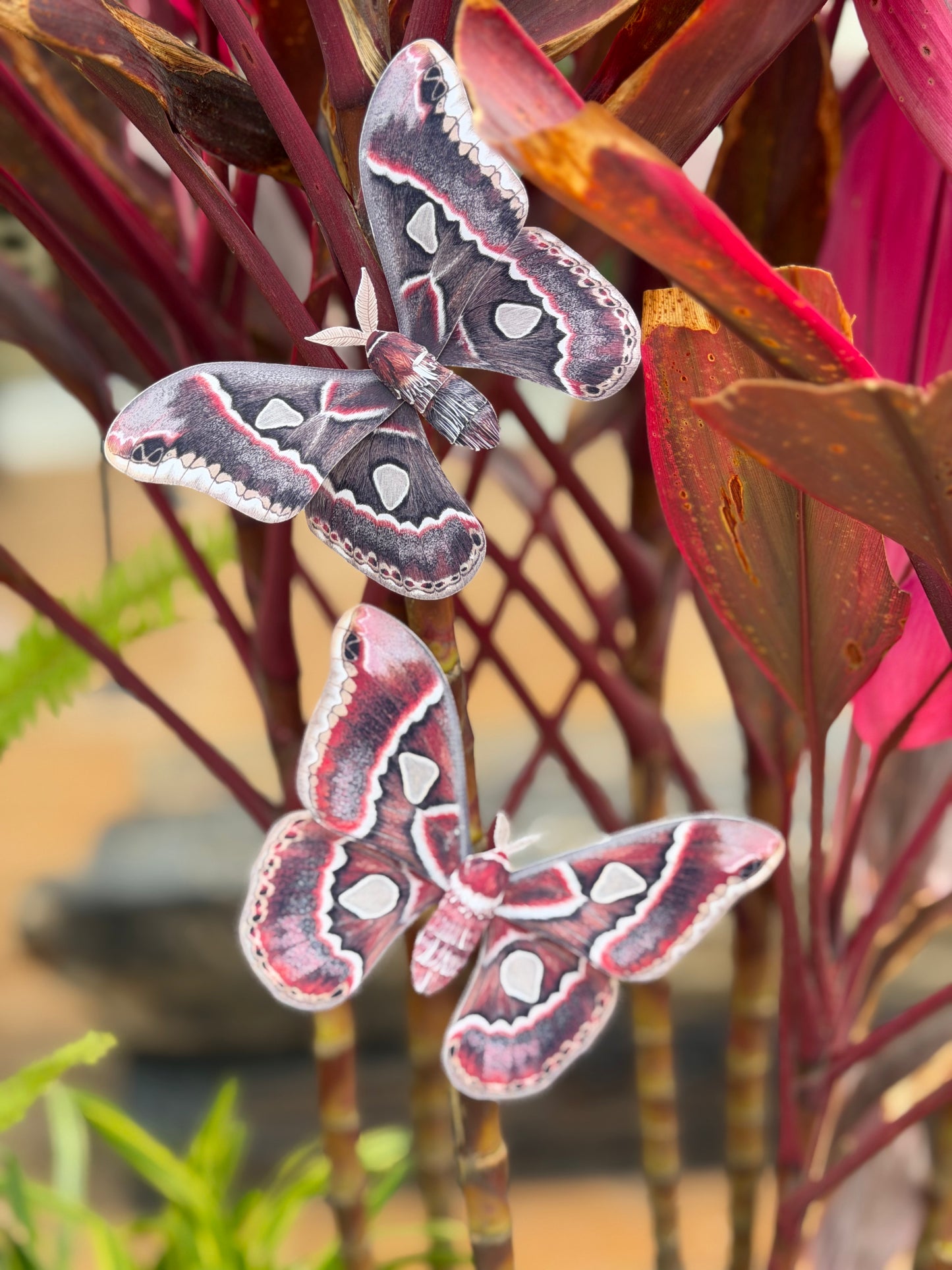 Two large paper cincta silk moths on a plant with a blurred natural background