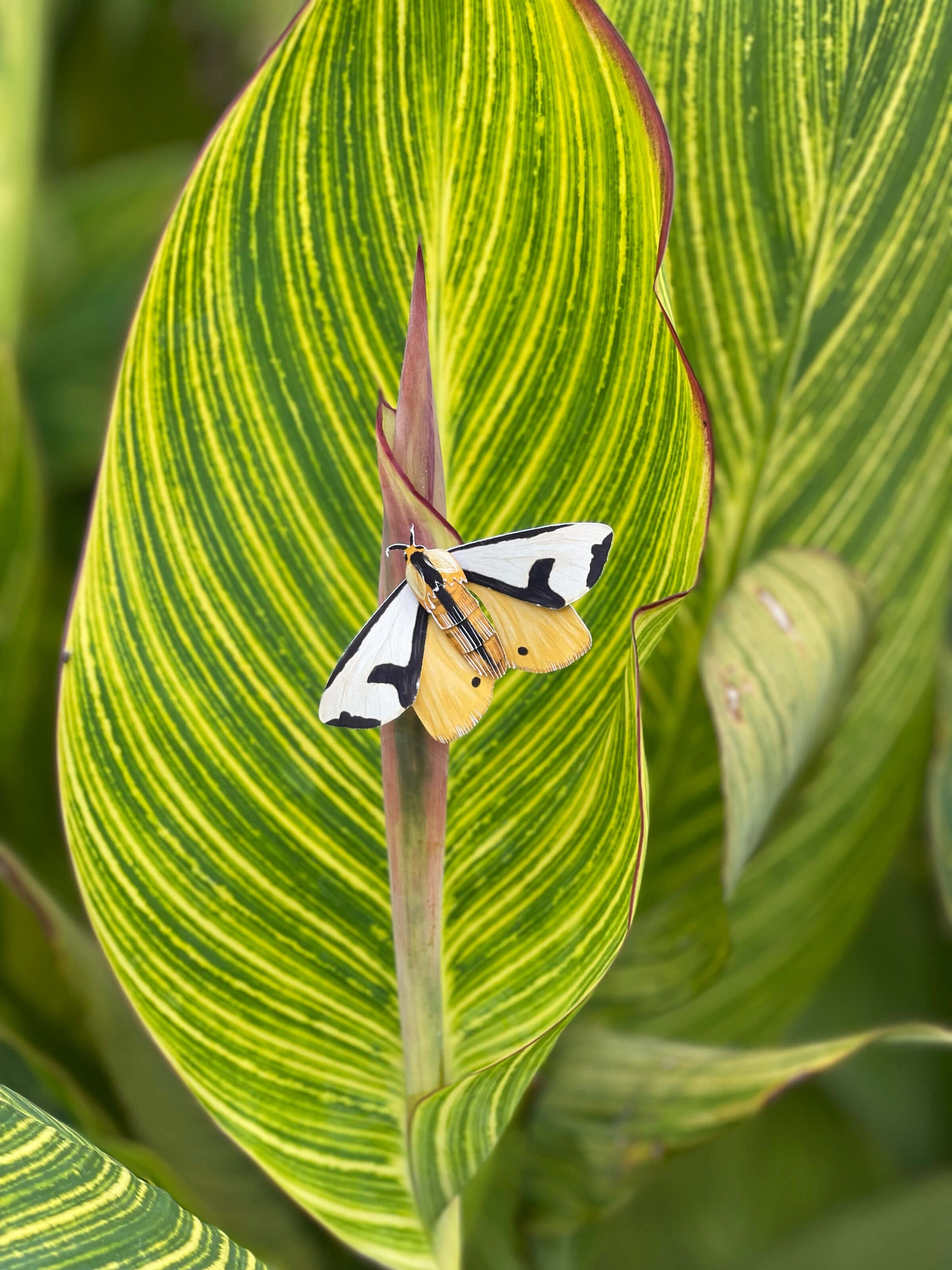 DIY Paper Clymene Moth on a green leaf with yellow stripes
