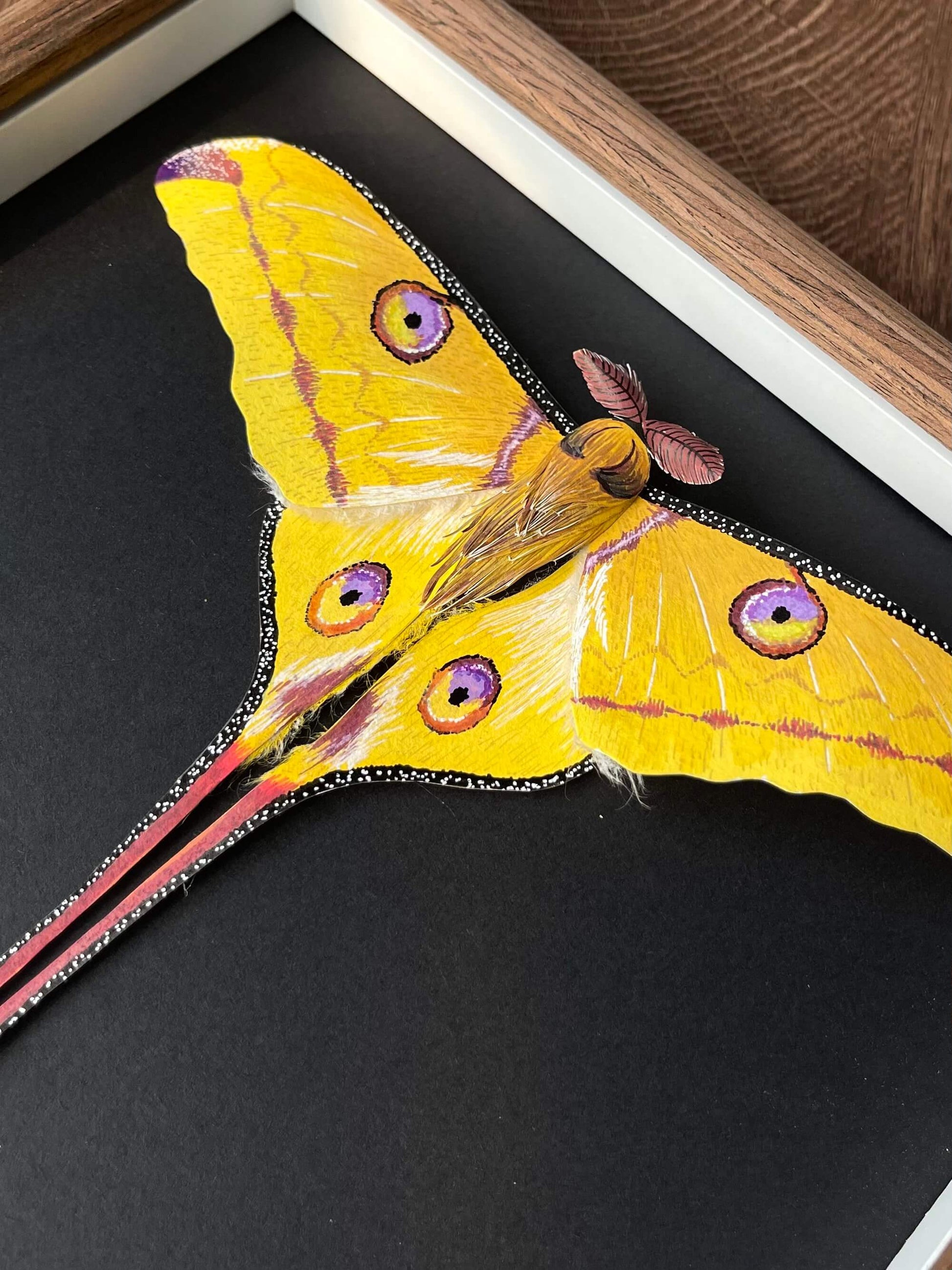 details of handmade paper comet moth, Madagascan moon moth framed