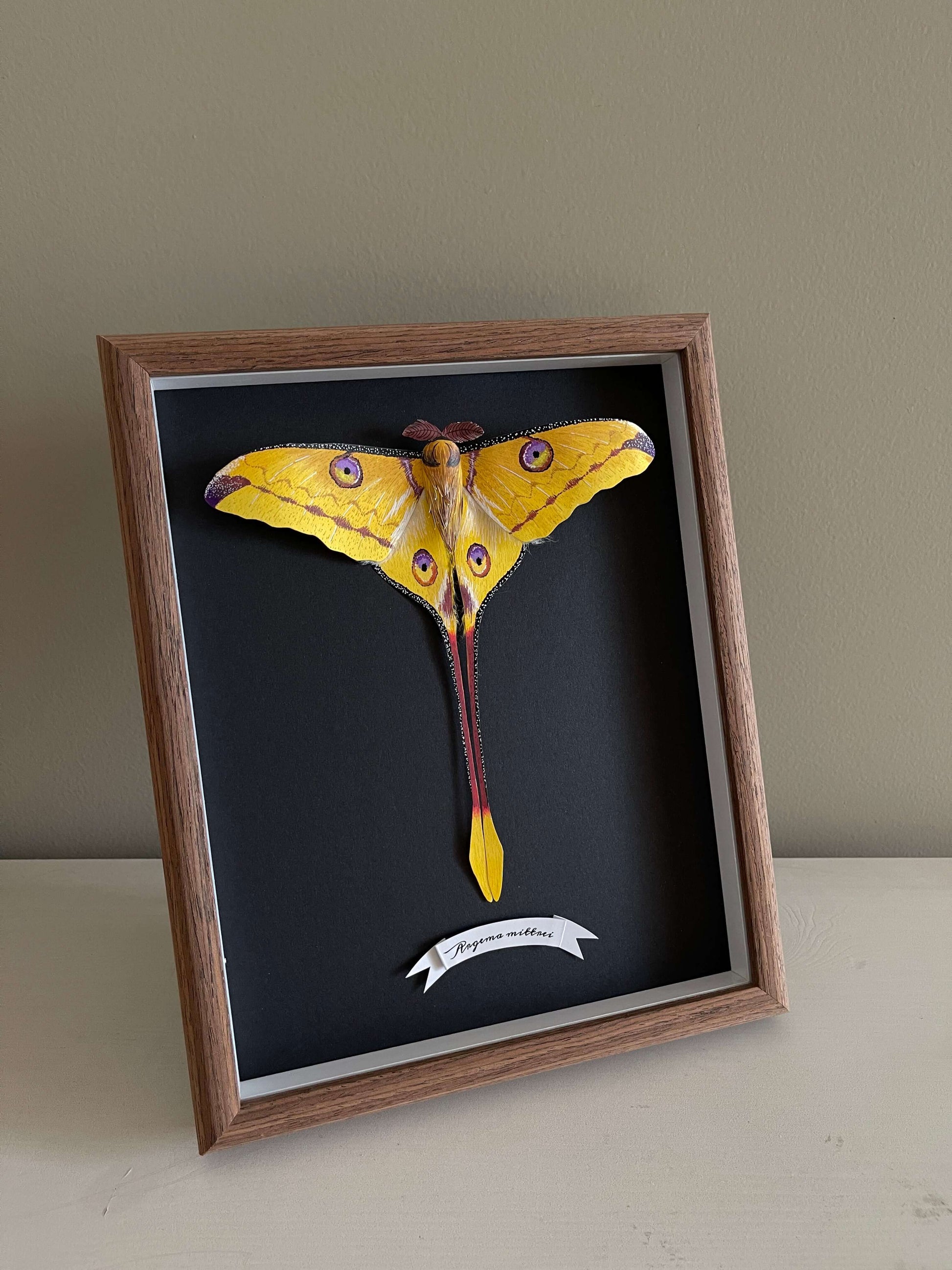 Handmade paper comet moth, Madagascan moon moth framed