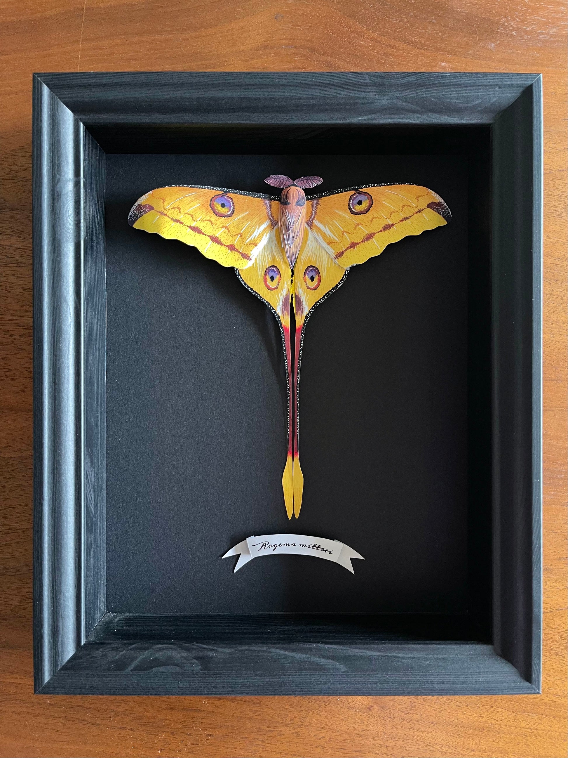 Realistic paper comet moth/ Madagascan moon moth framed