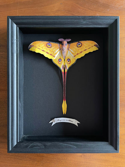 Paper Moth, Realistic paper comet moth/ Madagascan moon moth framed