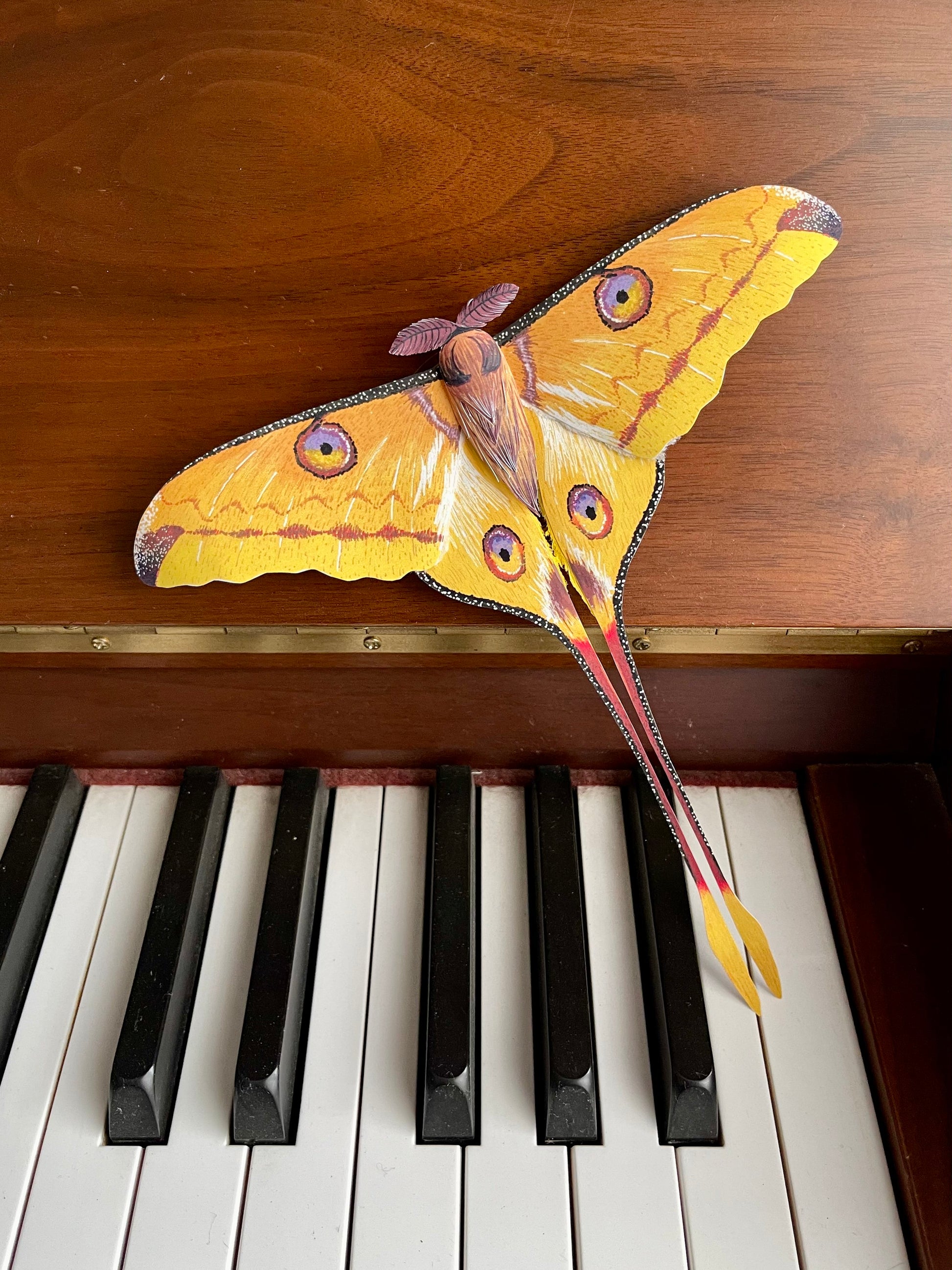 Realistic paper comet moth/ Madagascan moon moth on piano