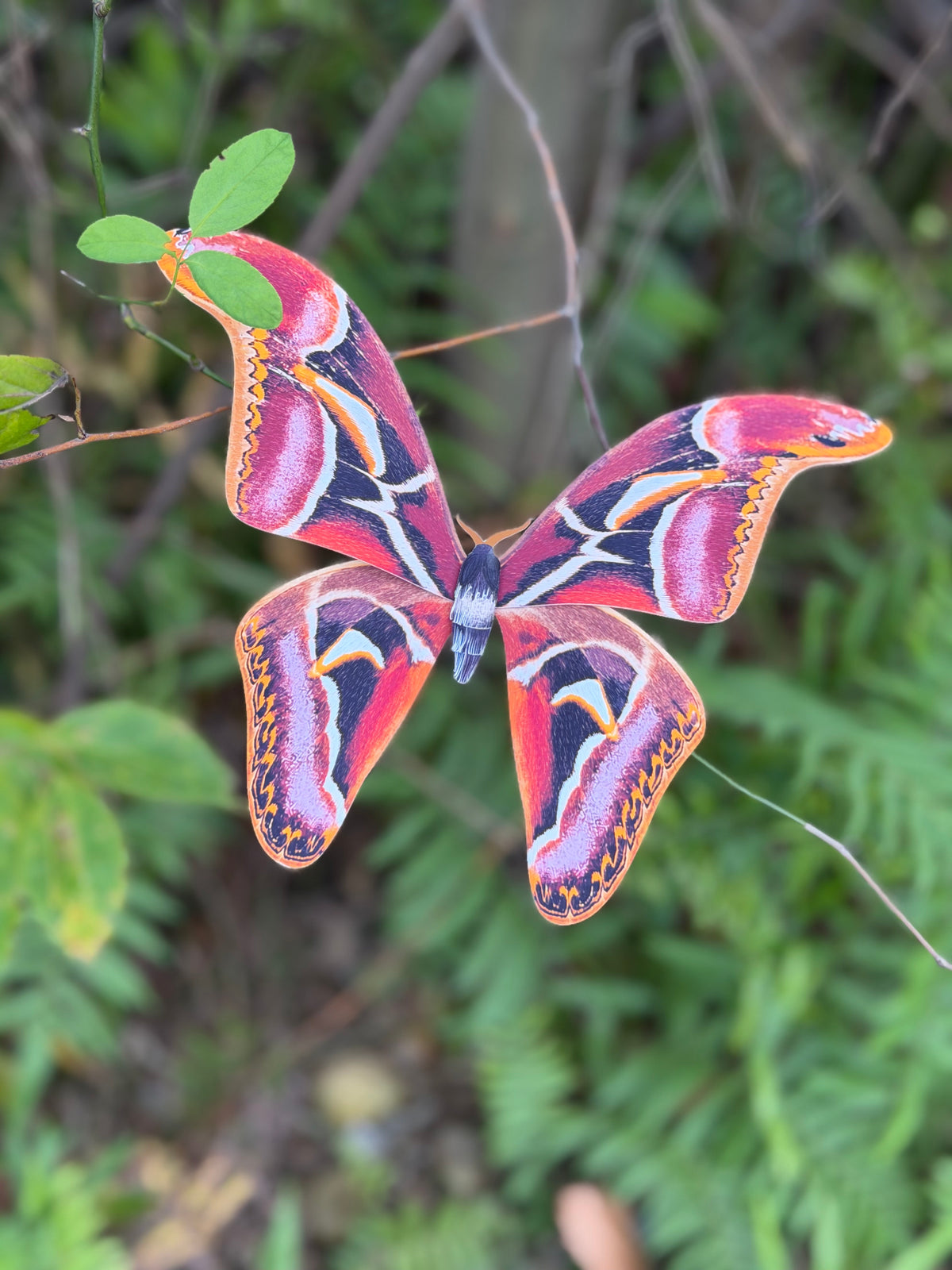 Edward's Atlas Moth made of PAPER, Downloadable PDF Template
