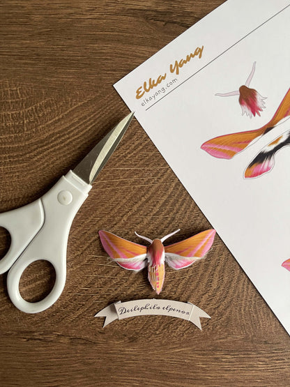 Paper Moth, Paper Elephant Hawk-moth, pink moth