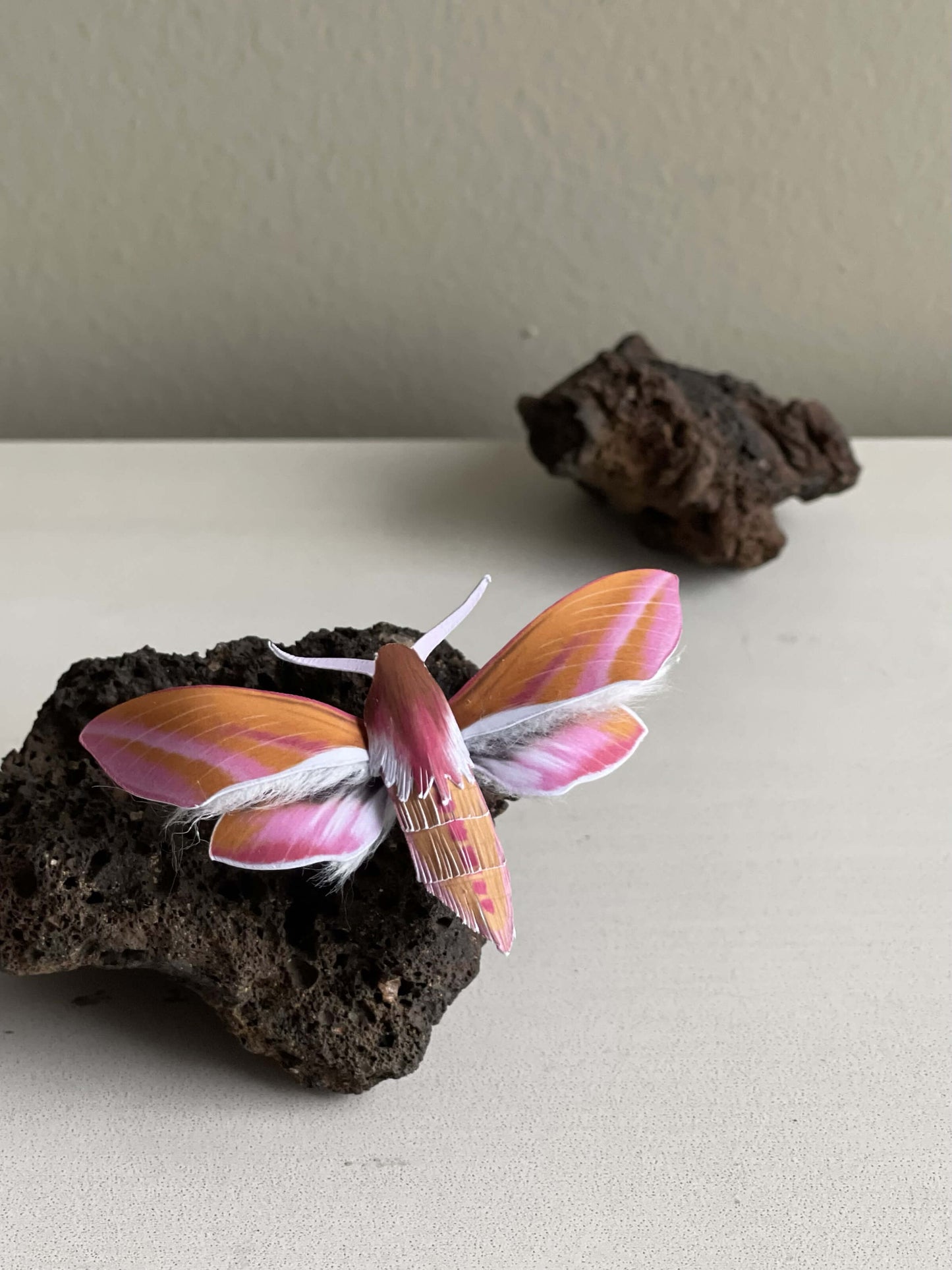 Paper Elephant Hawk-moth, pink moth, staying on a rock