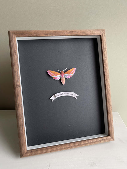 Paper Moth, Framed Elephant Hawk-moth, pink moth