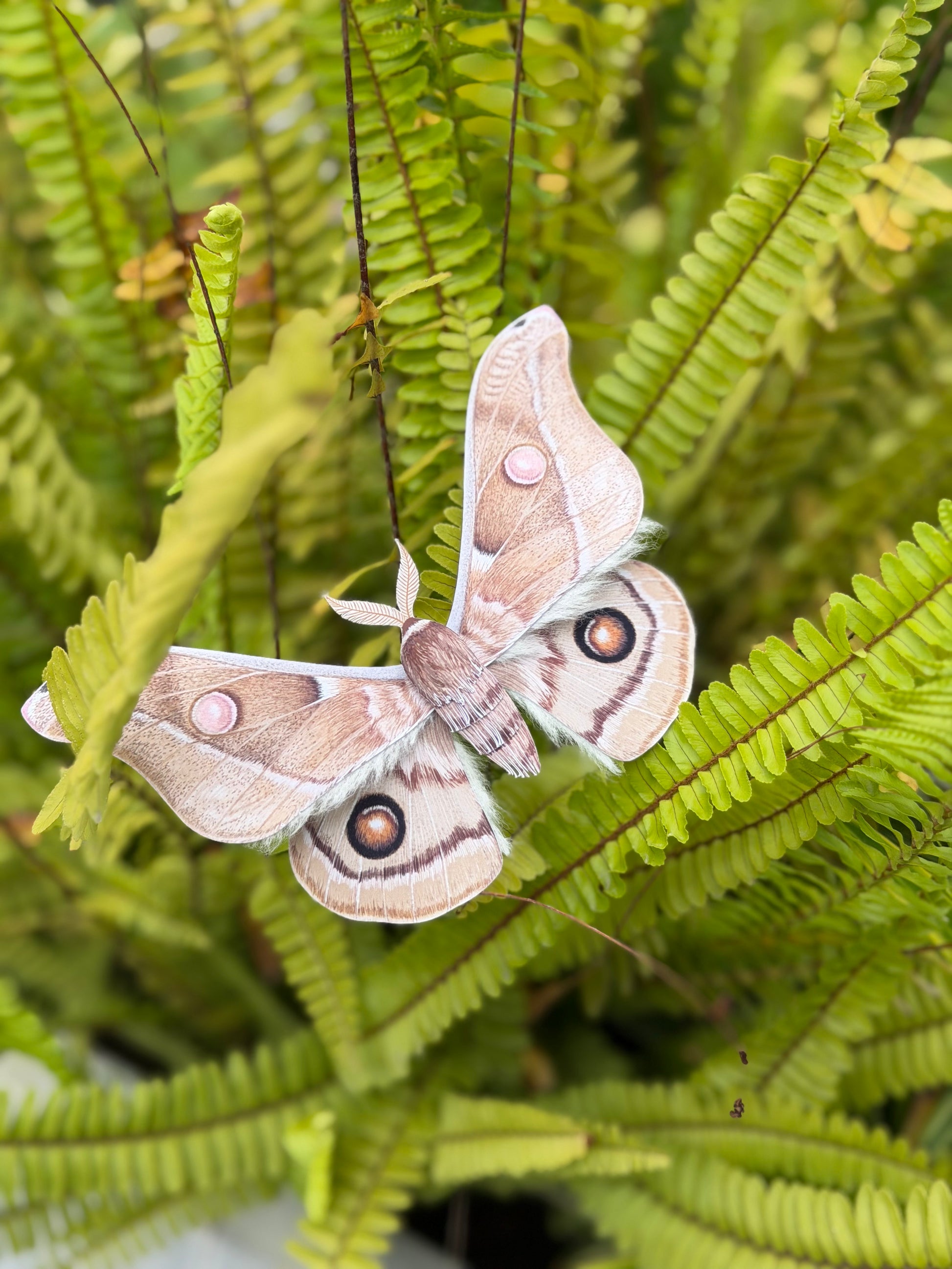 Paper Moth, Emperor Gum Moth paper craft stay on leaves