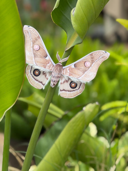 Emperor Gum Moth paper craft on green background
