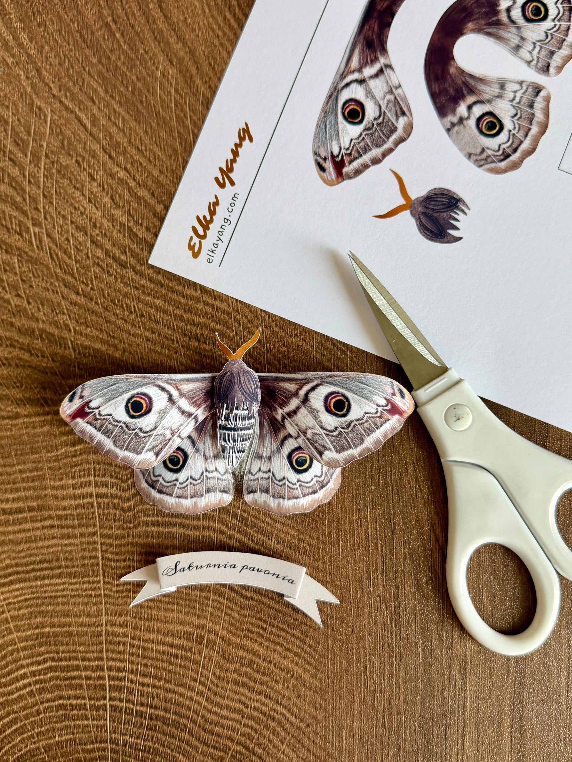 Female Emperor Moth made of PAPER, Downloadable PDF Template