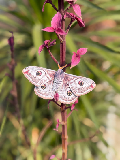 Female Emperor Moth perched on a pink flower with a blurred green background